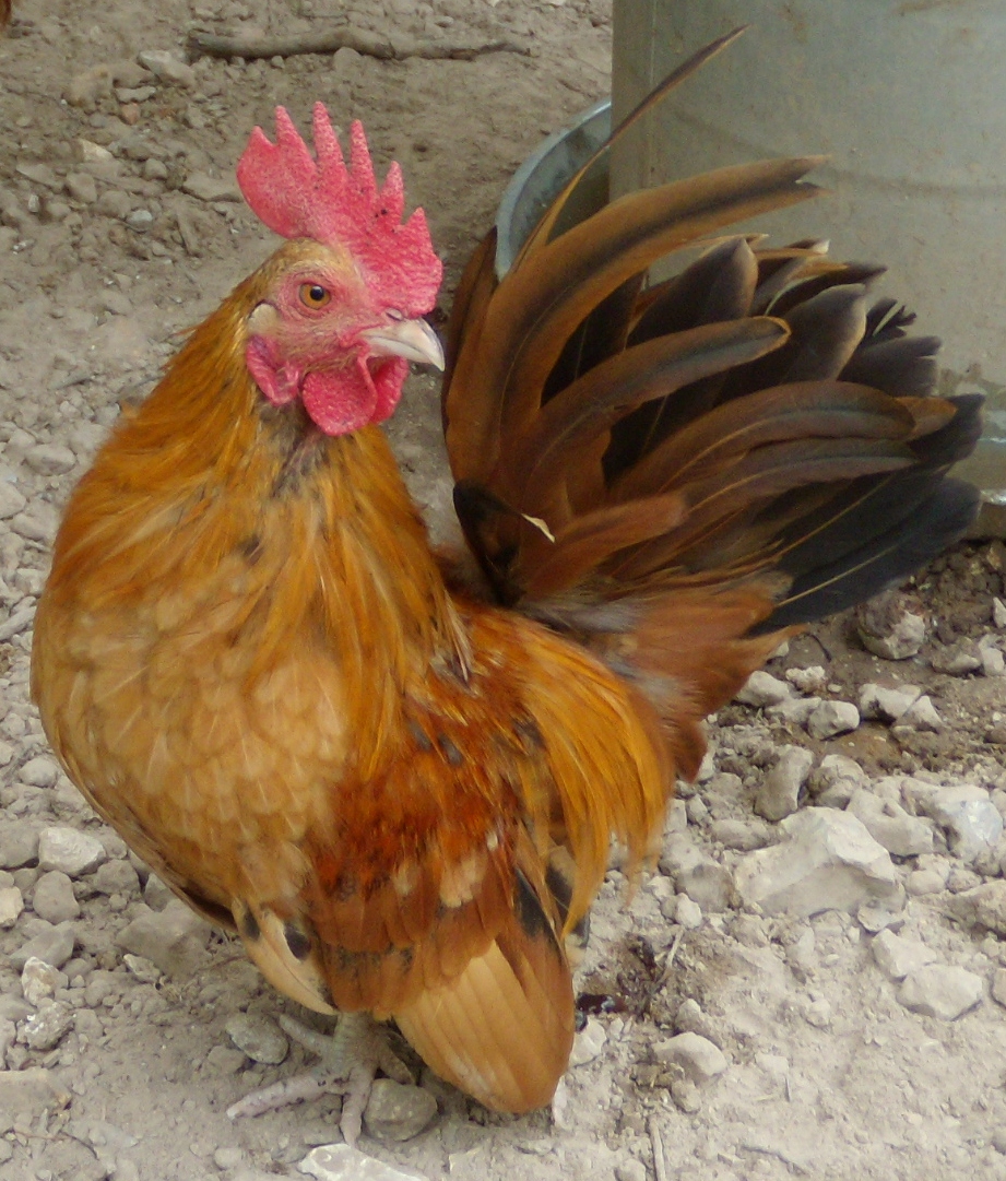 Chicken Little, the smallest but mighty rooster. And I swear I really took about ten pics of him because he just kept posing.