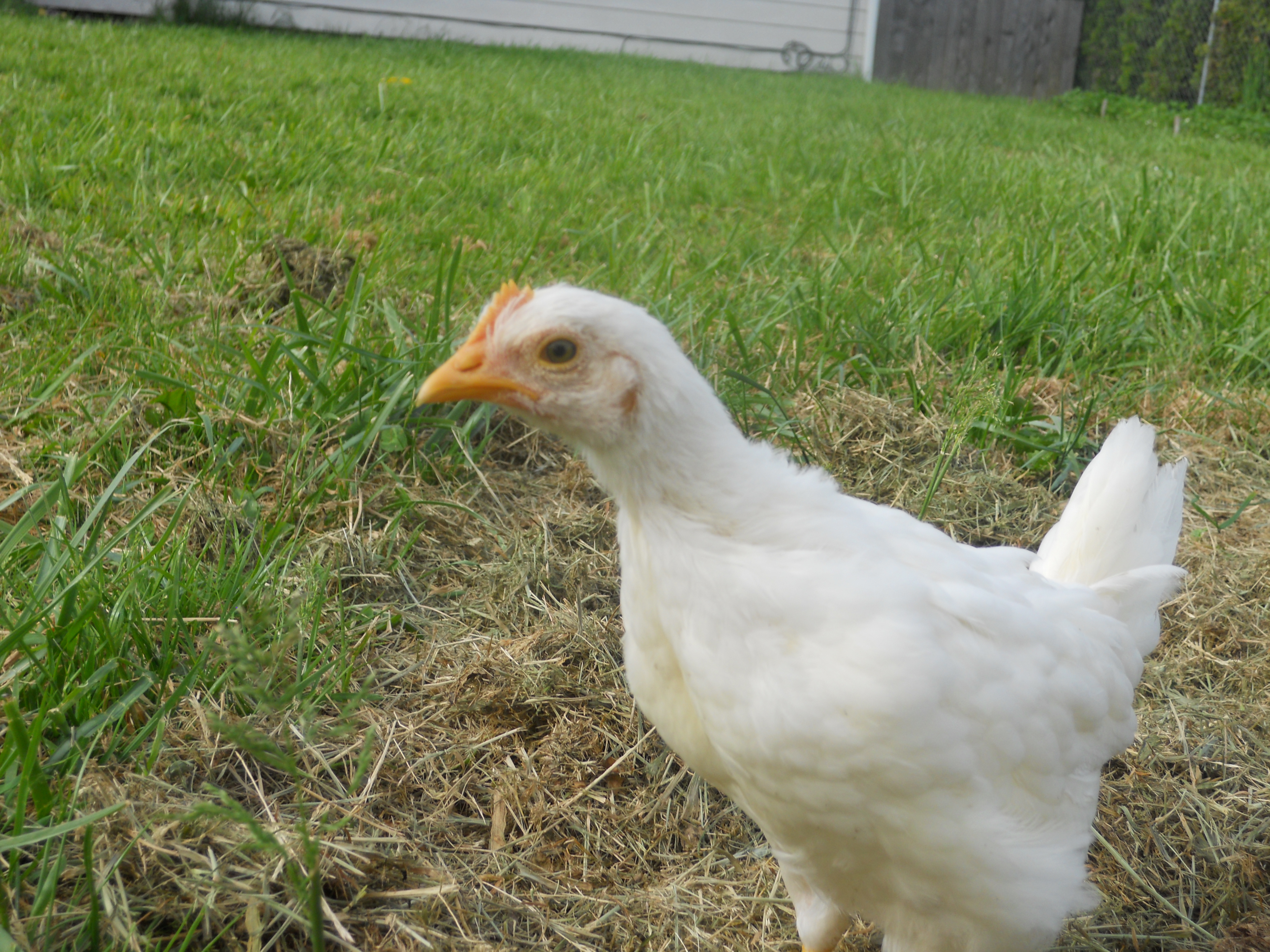 Chicken Little