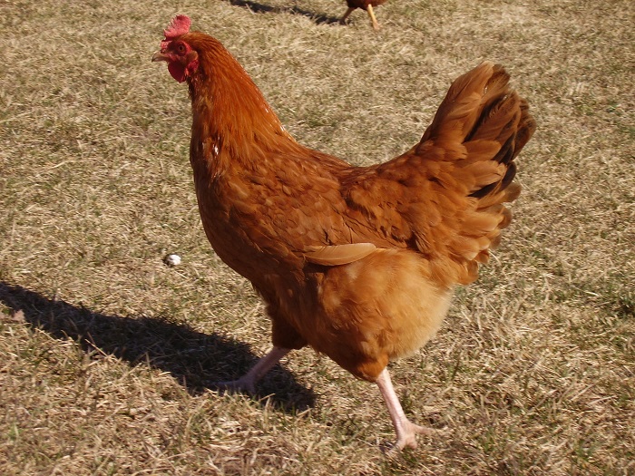 Chicken Little