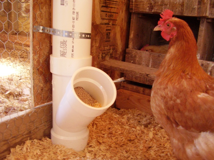 Chicken Little