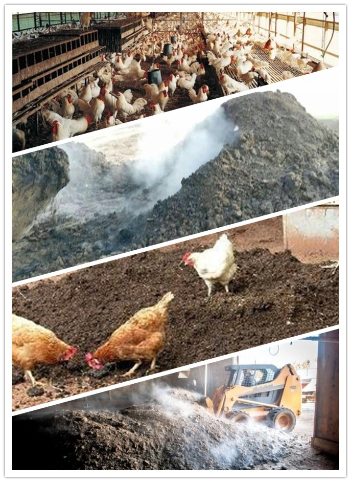chicken manure composting