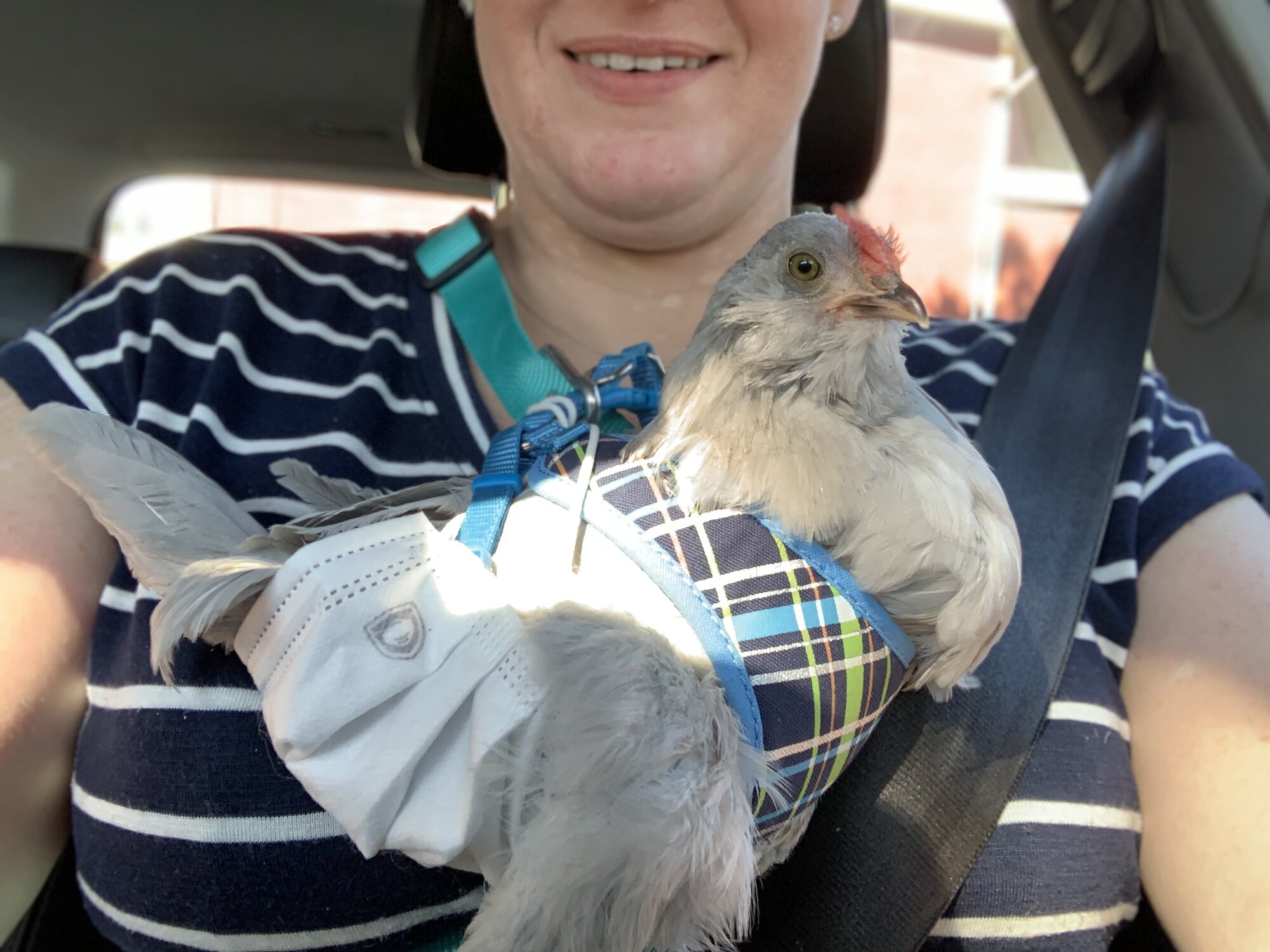 Chicken mask diaper and harness!