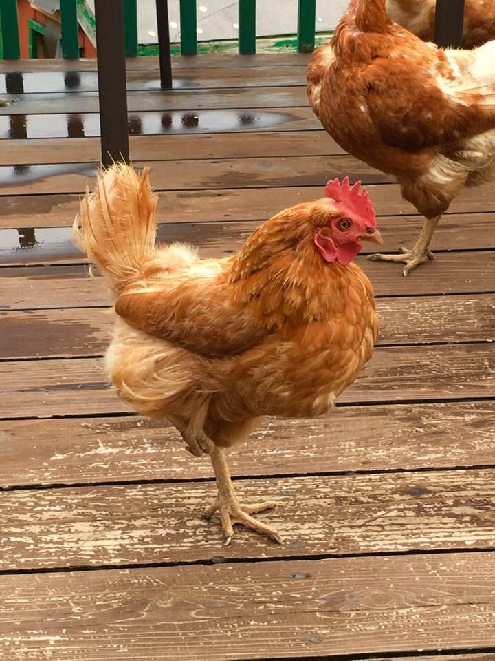 Chicken Meeting 6
