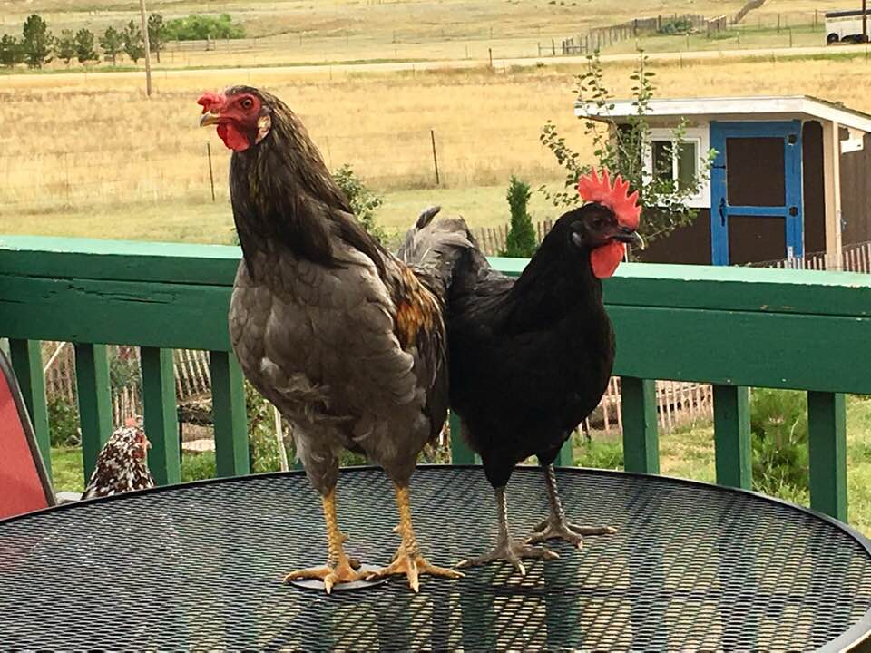 Chicken Meeting