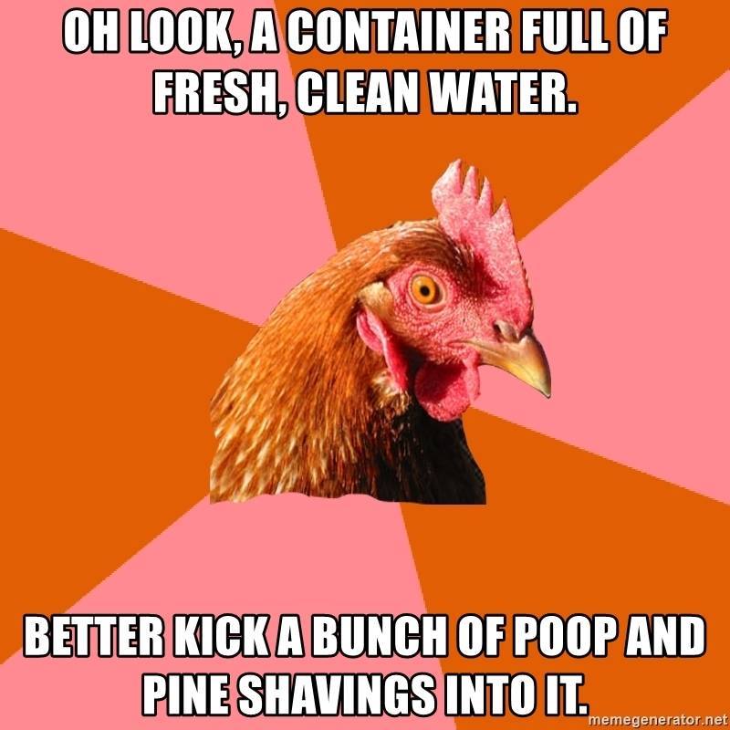 Chicken meme 3