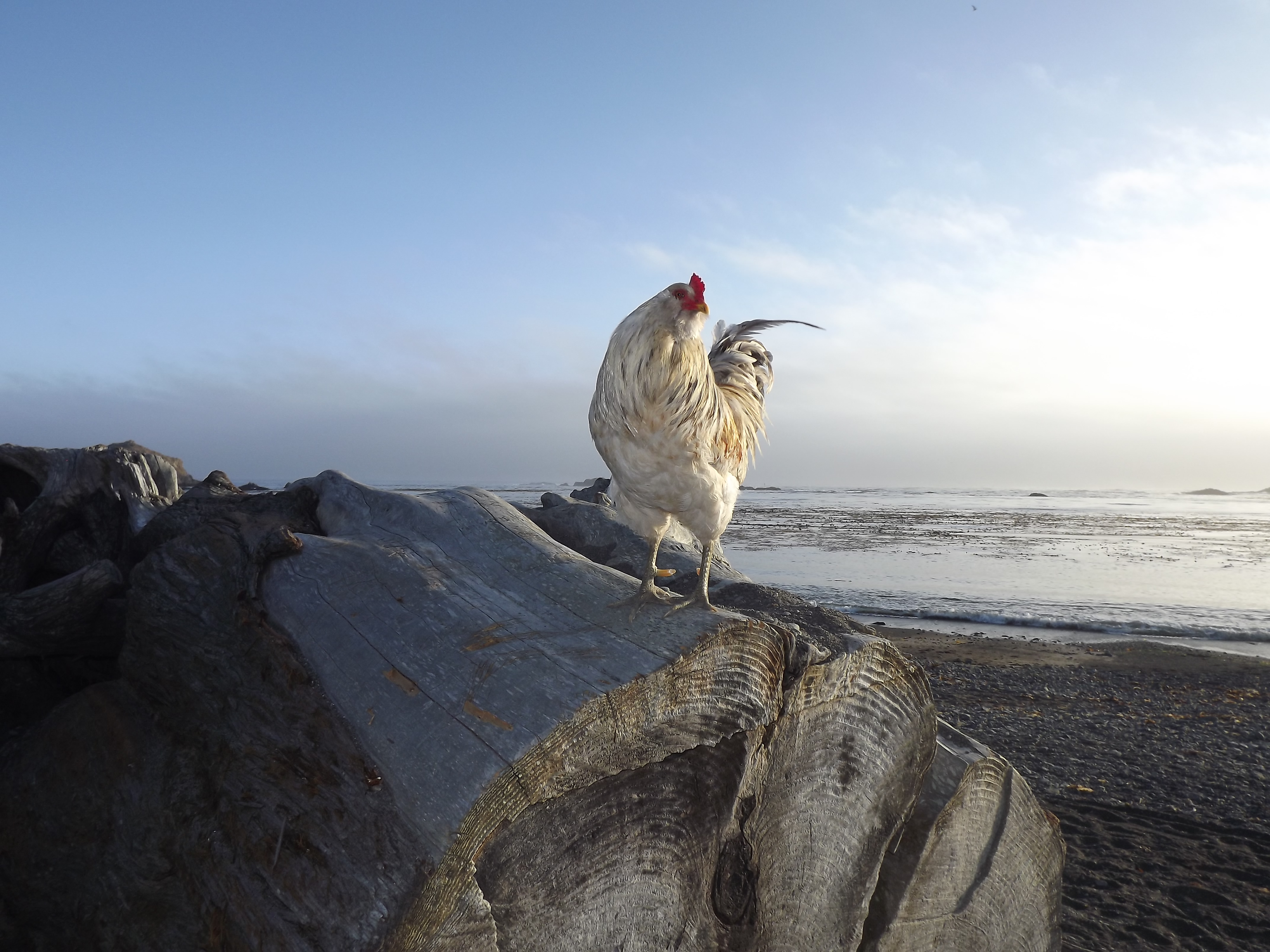 Chicken of The Sea