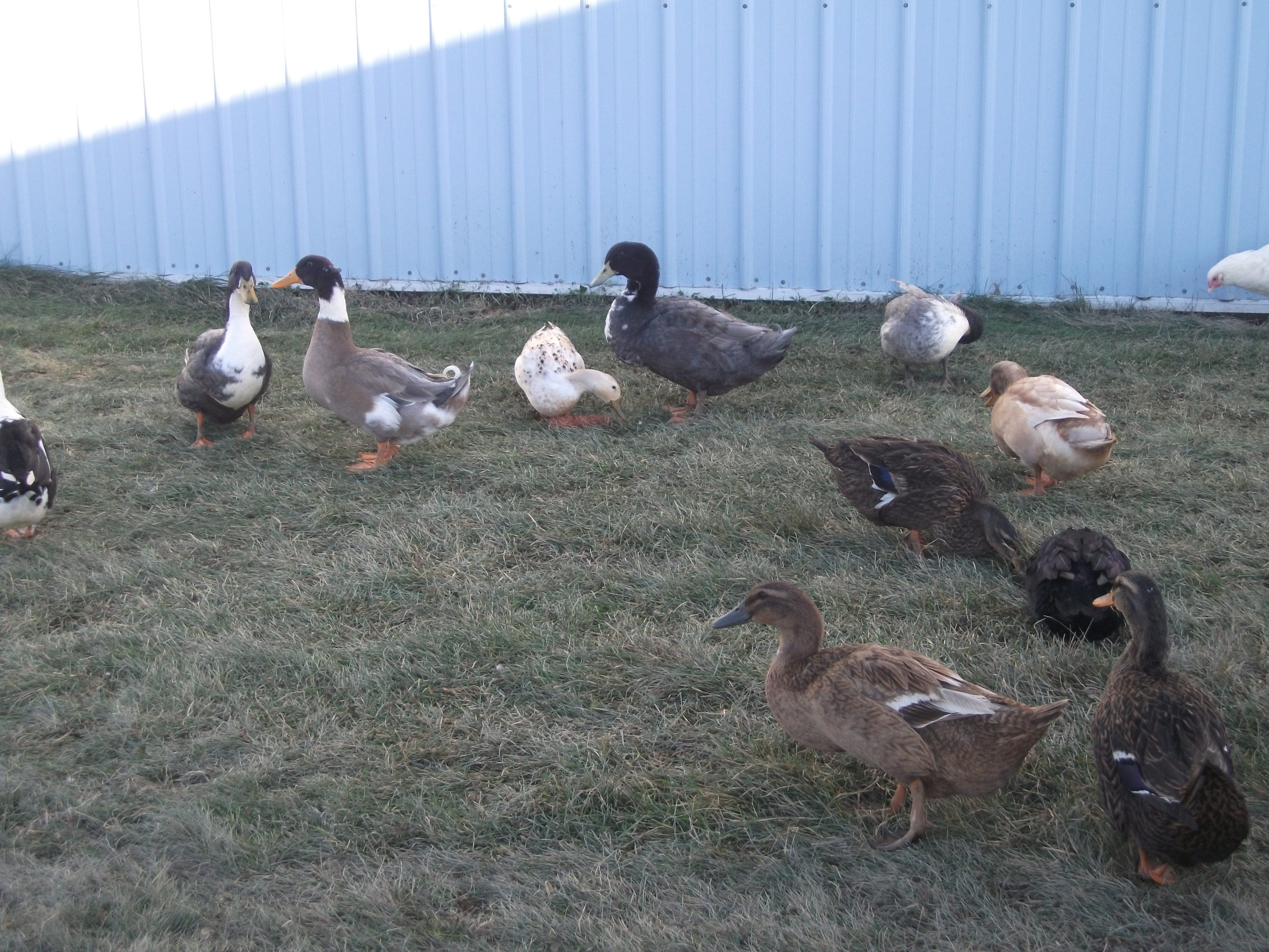 Chicken photobomb on the right side of this pic LMFAO