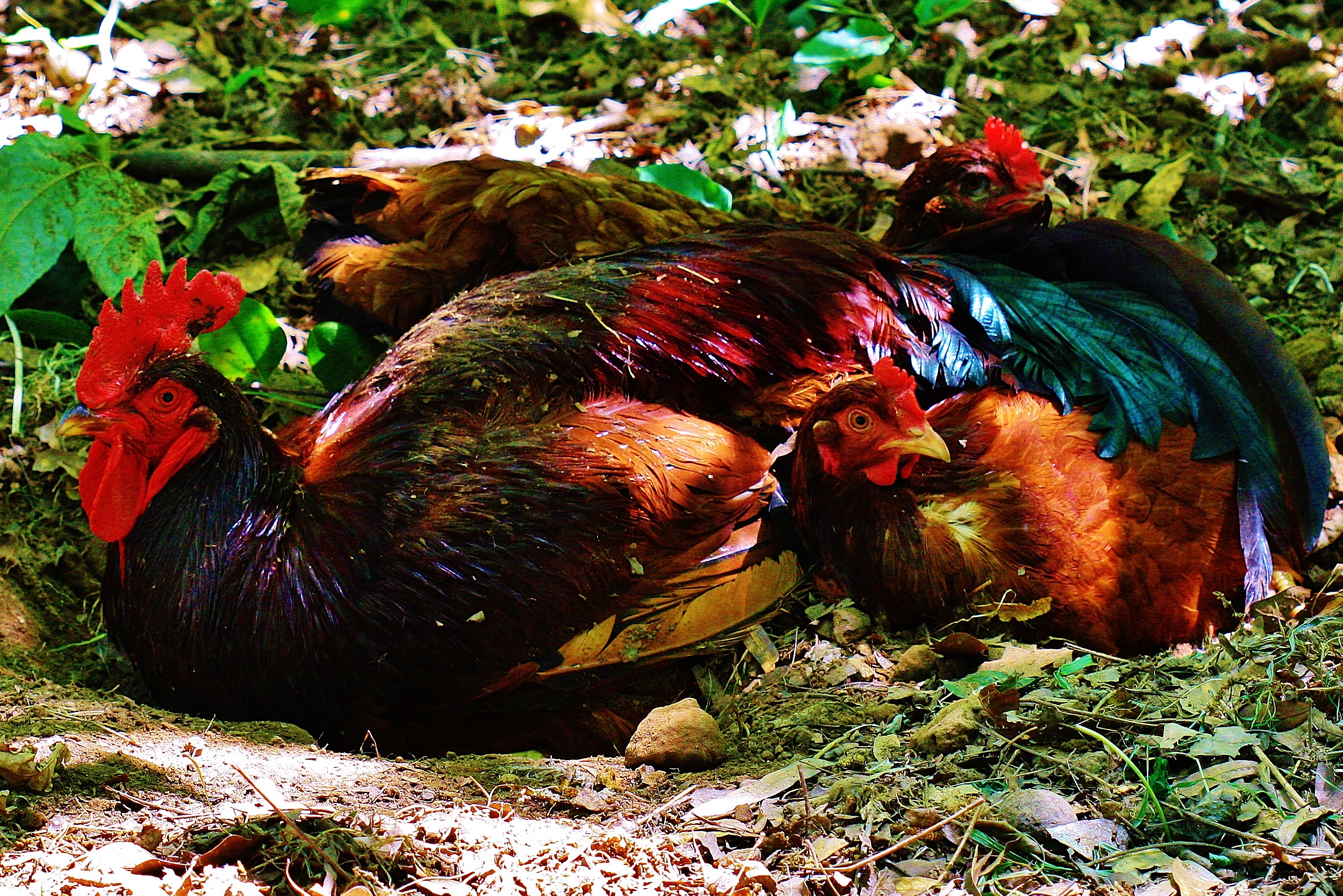 chicken pile 2