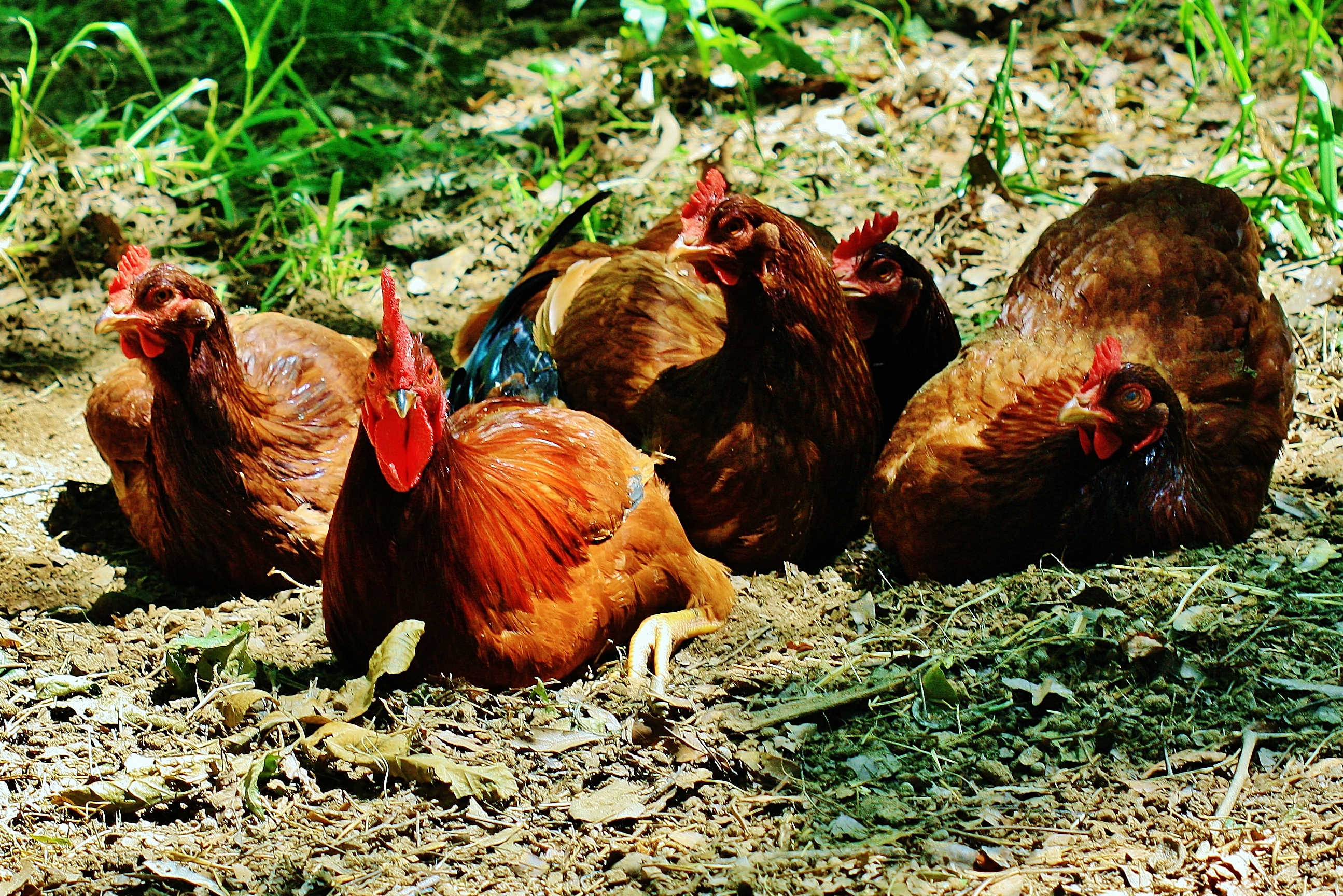 Chicken pile