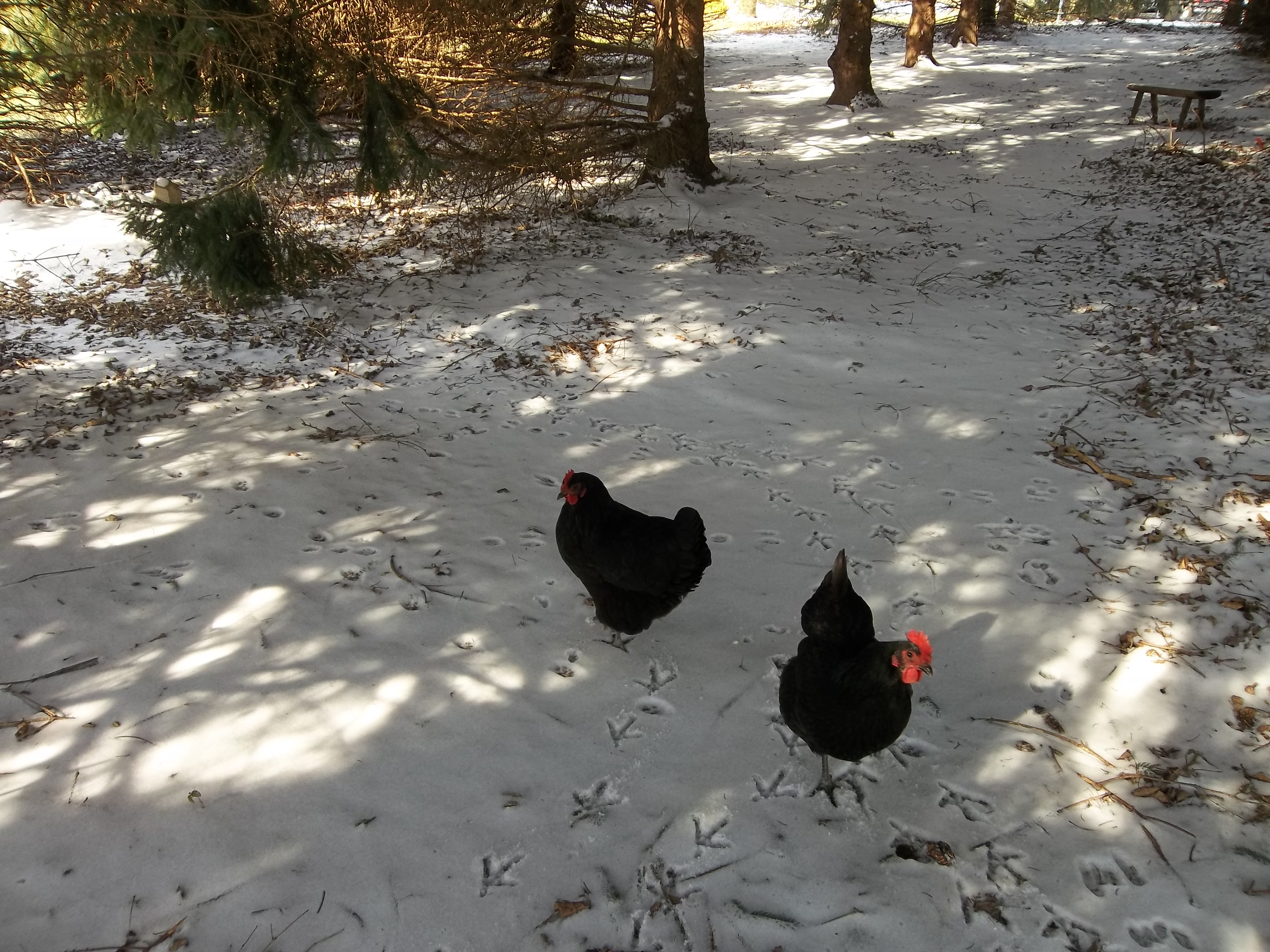 chicken, rabbit, and cat tracks in the snow