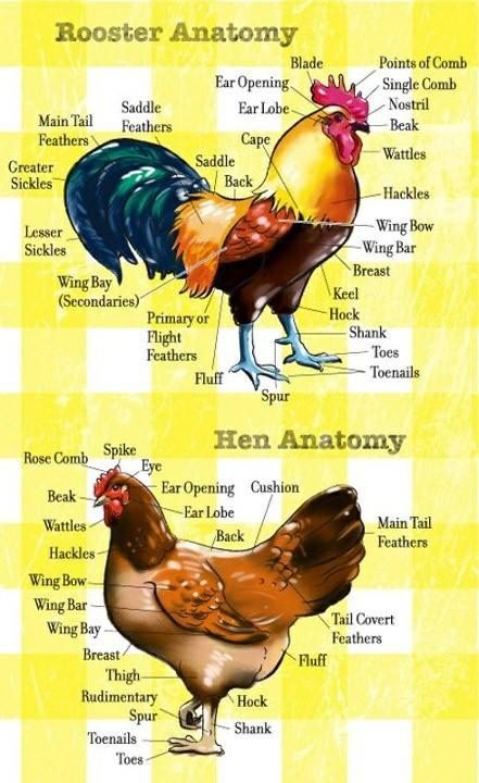 Chicken/Roosterbody parts