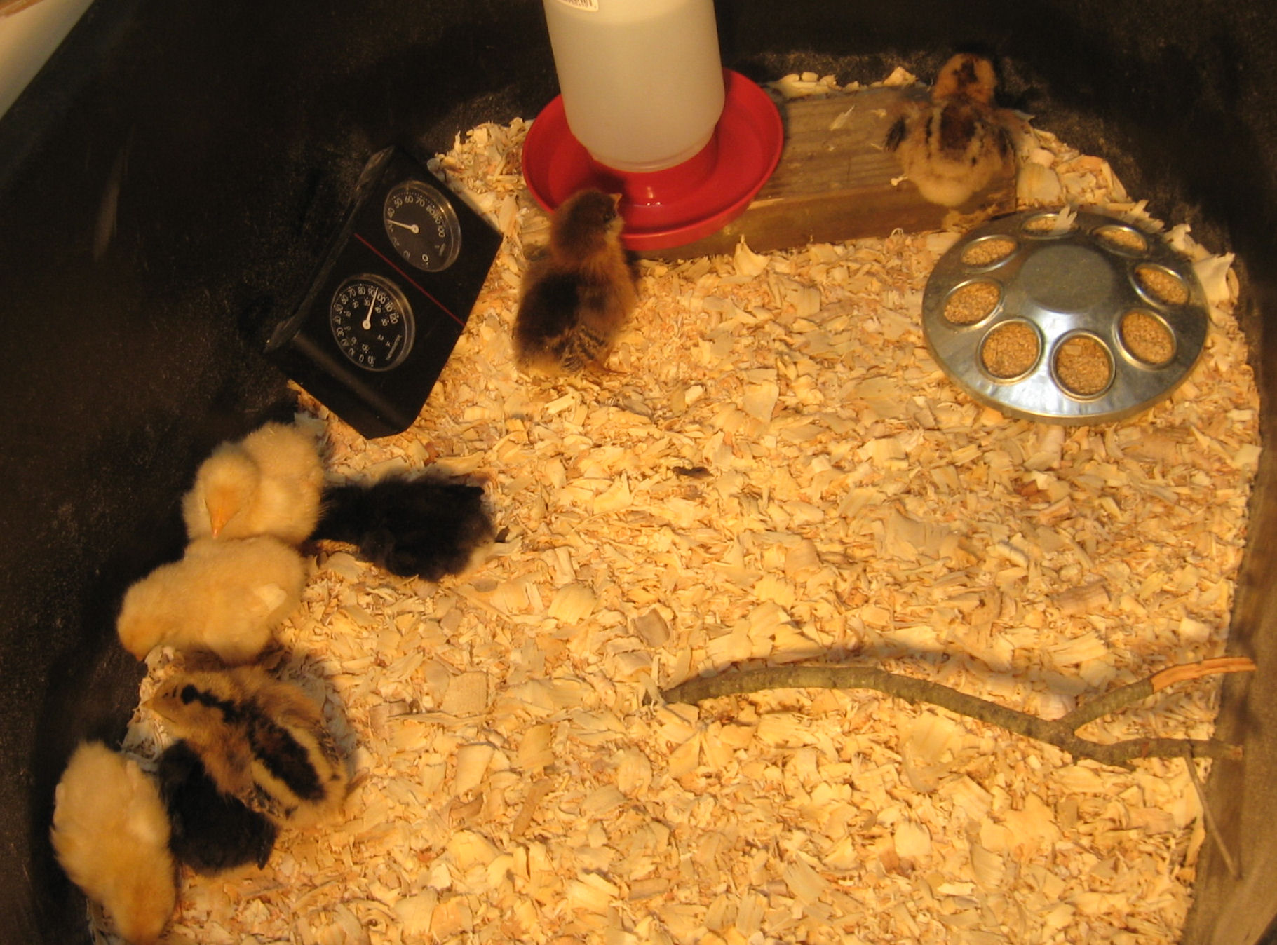 CHICKEN RUN 002.JPG 
Here they all are.
Have the  black tub in my bath tub.
Oh who uses it anyway...
I mean i use the SHOWER!!! 
So far they peck at the tub wall think they can see their image.
Also peck at the thermometer.Same reason Some times a little at each other too...Hold on there BUDDY! No bare spots!!! .