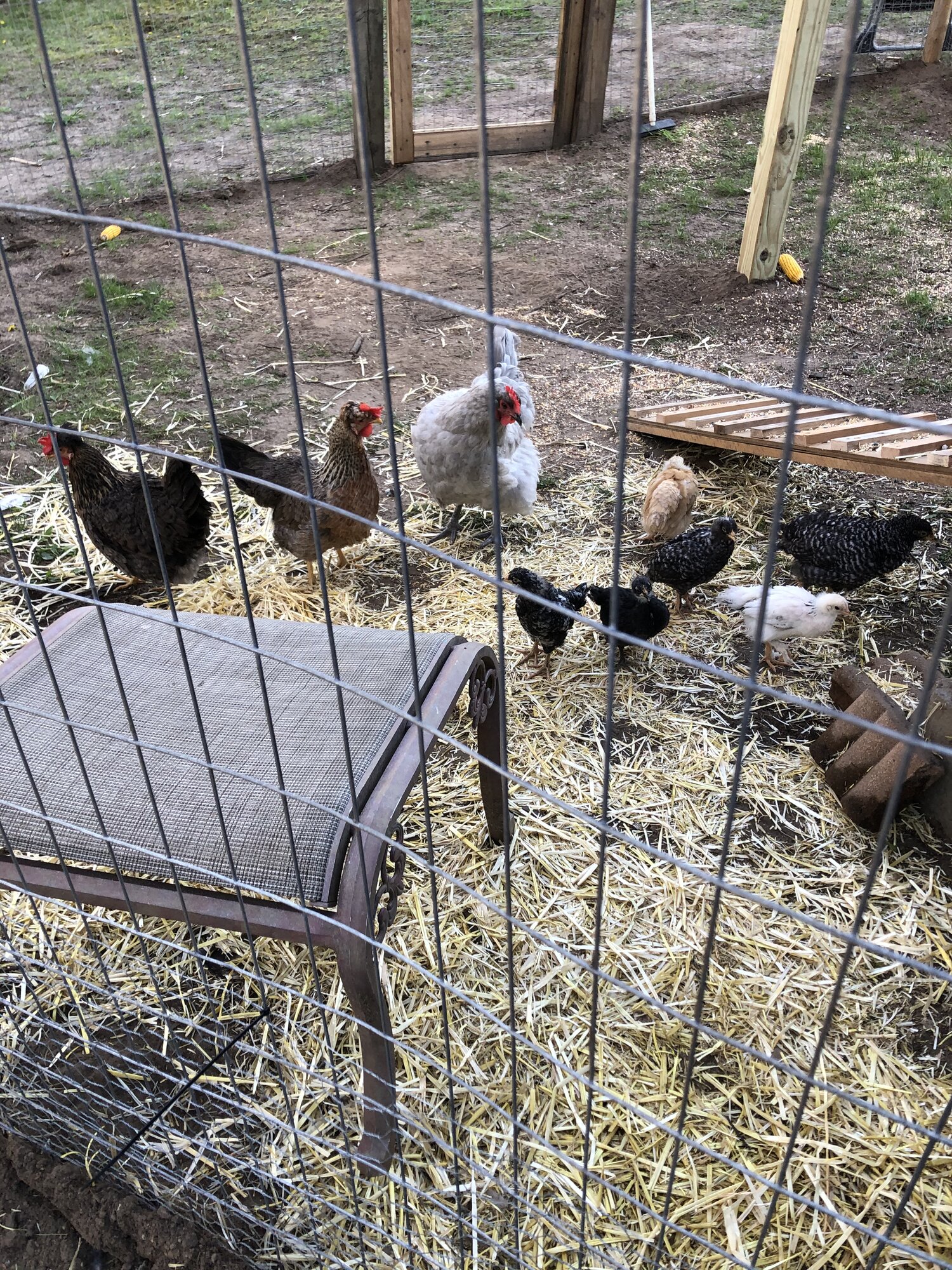 Chicken Run 2020.jpeg