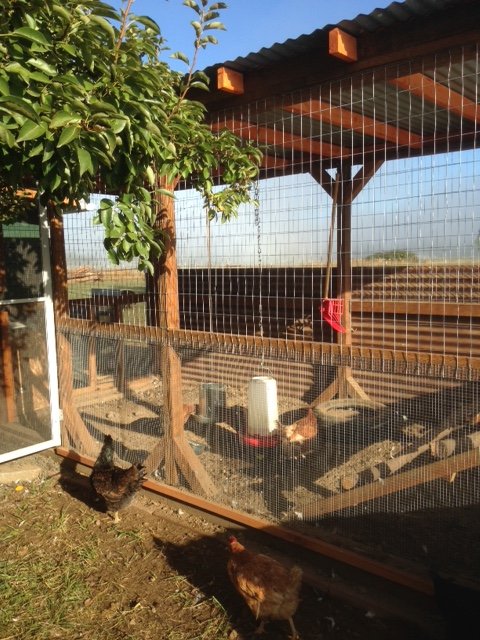 Chicken Run In The Morning