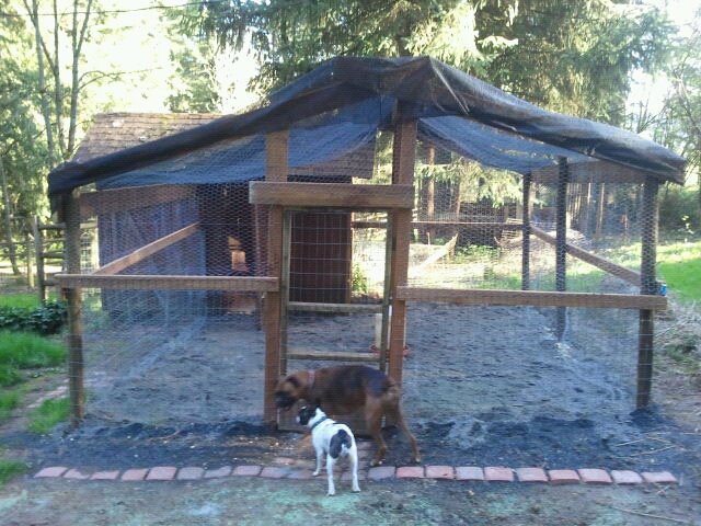 chicken run rebuilt