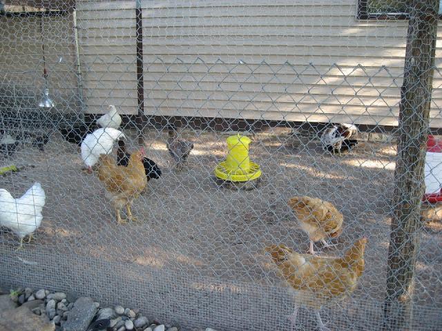 chicken run