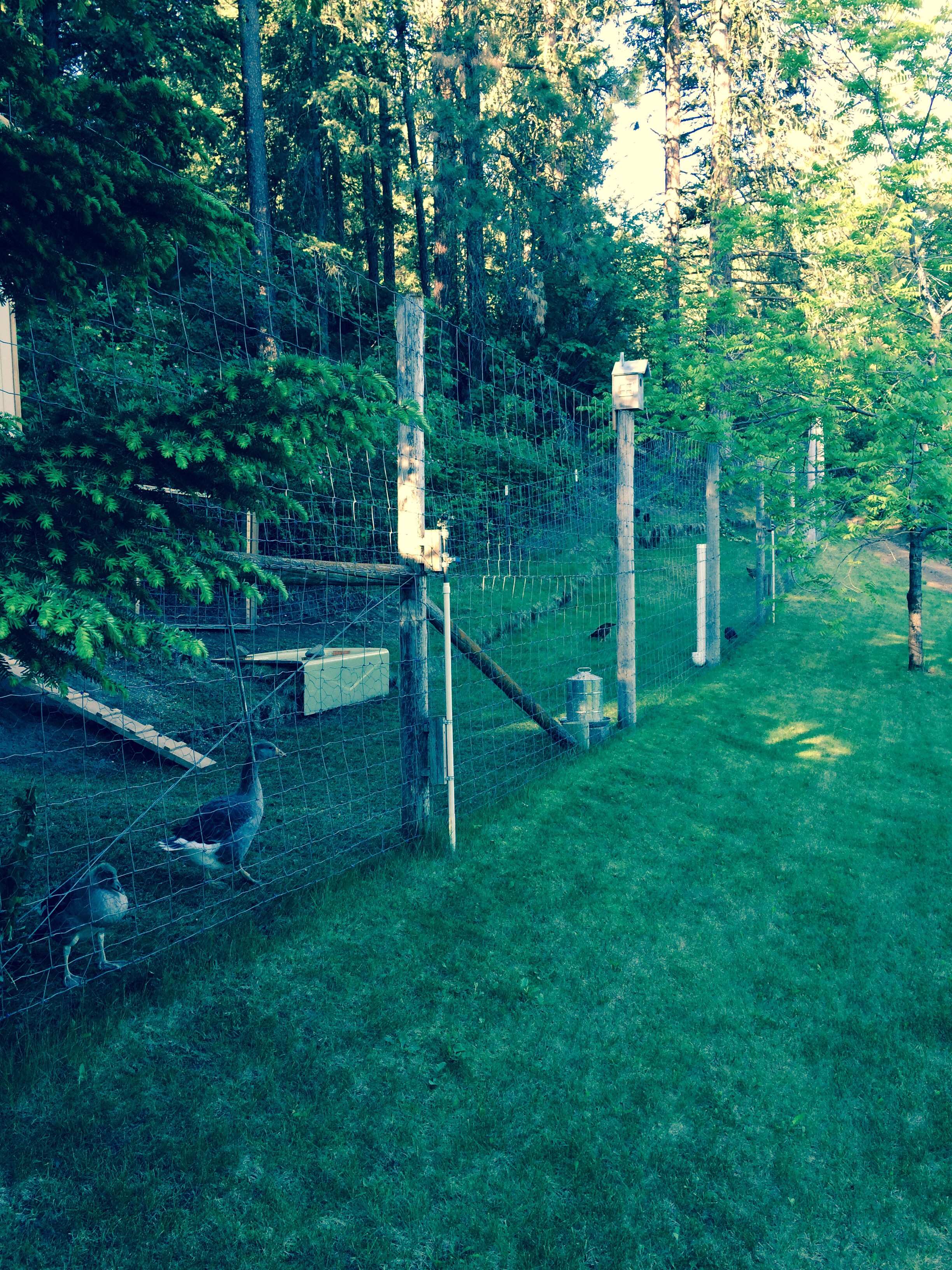 Chicken run