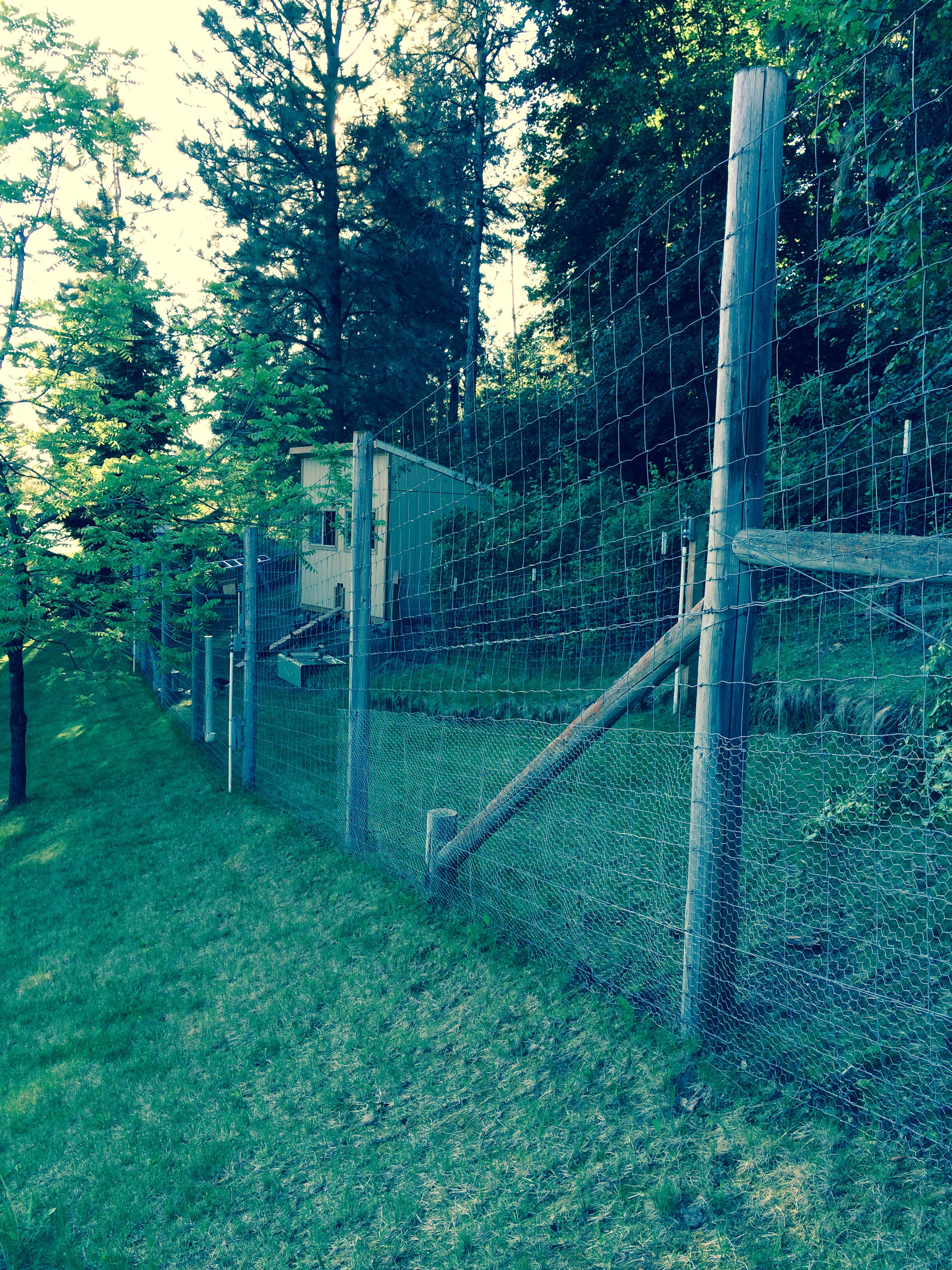 Chicken run