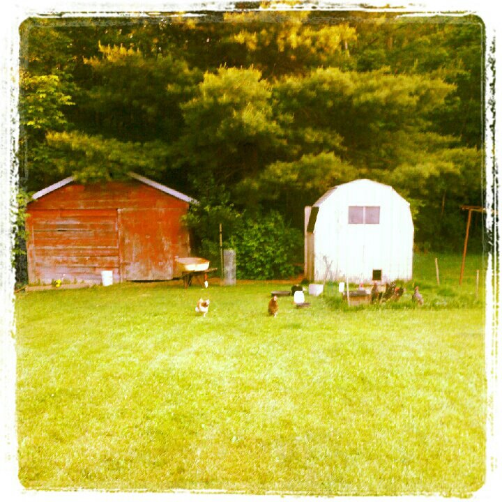Chicken set up