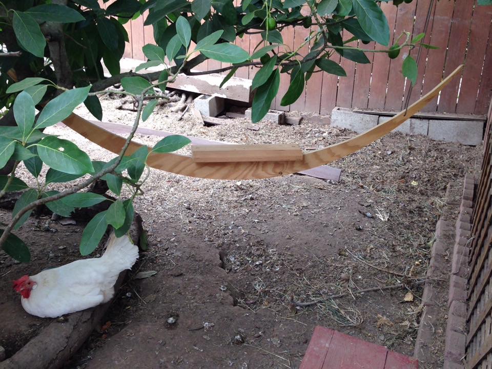 chicken swing, made from scraps my neighbor gave me.