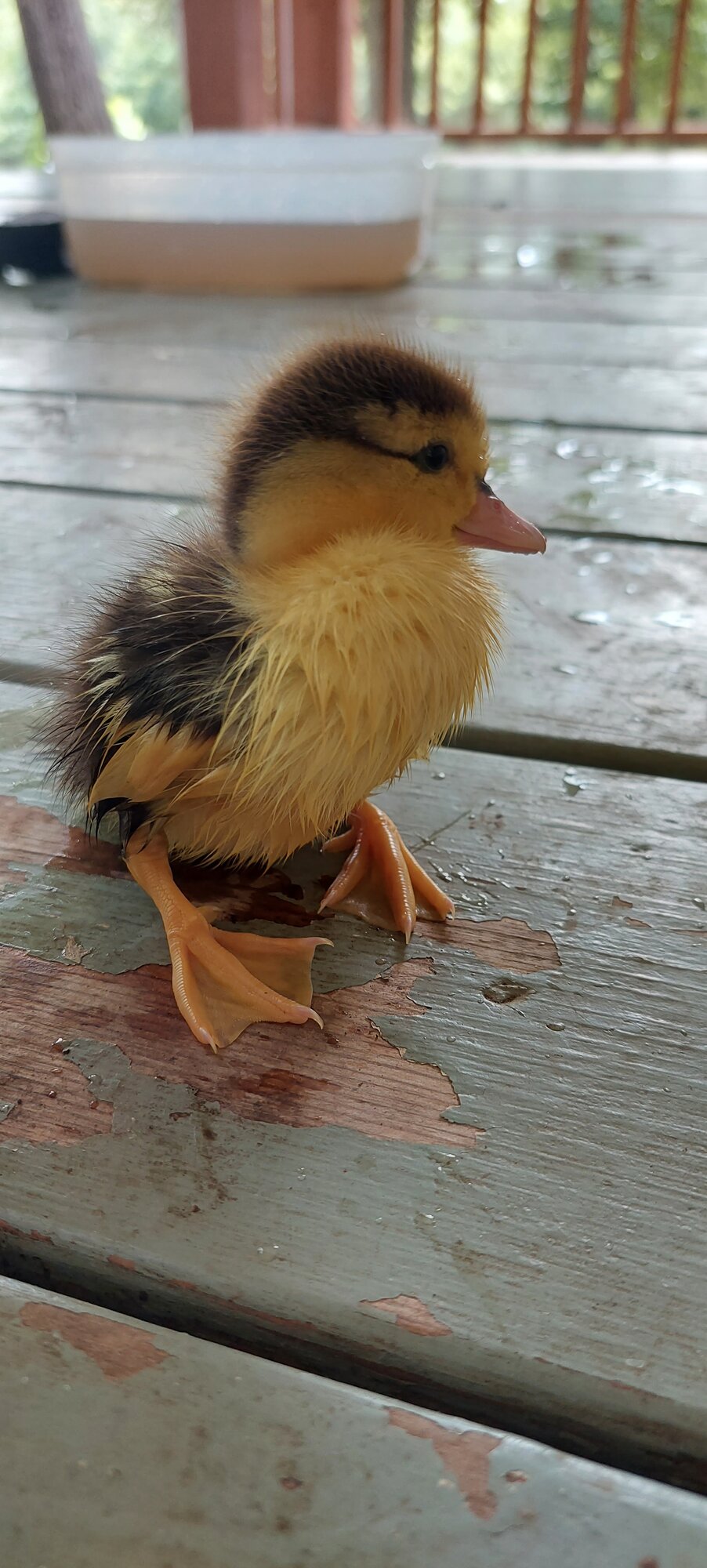 Chicken the duck drys off after her swim!