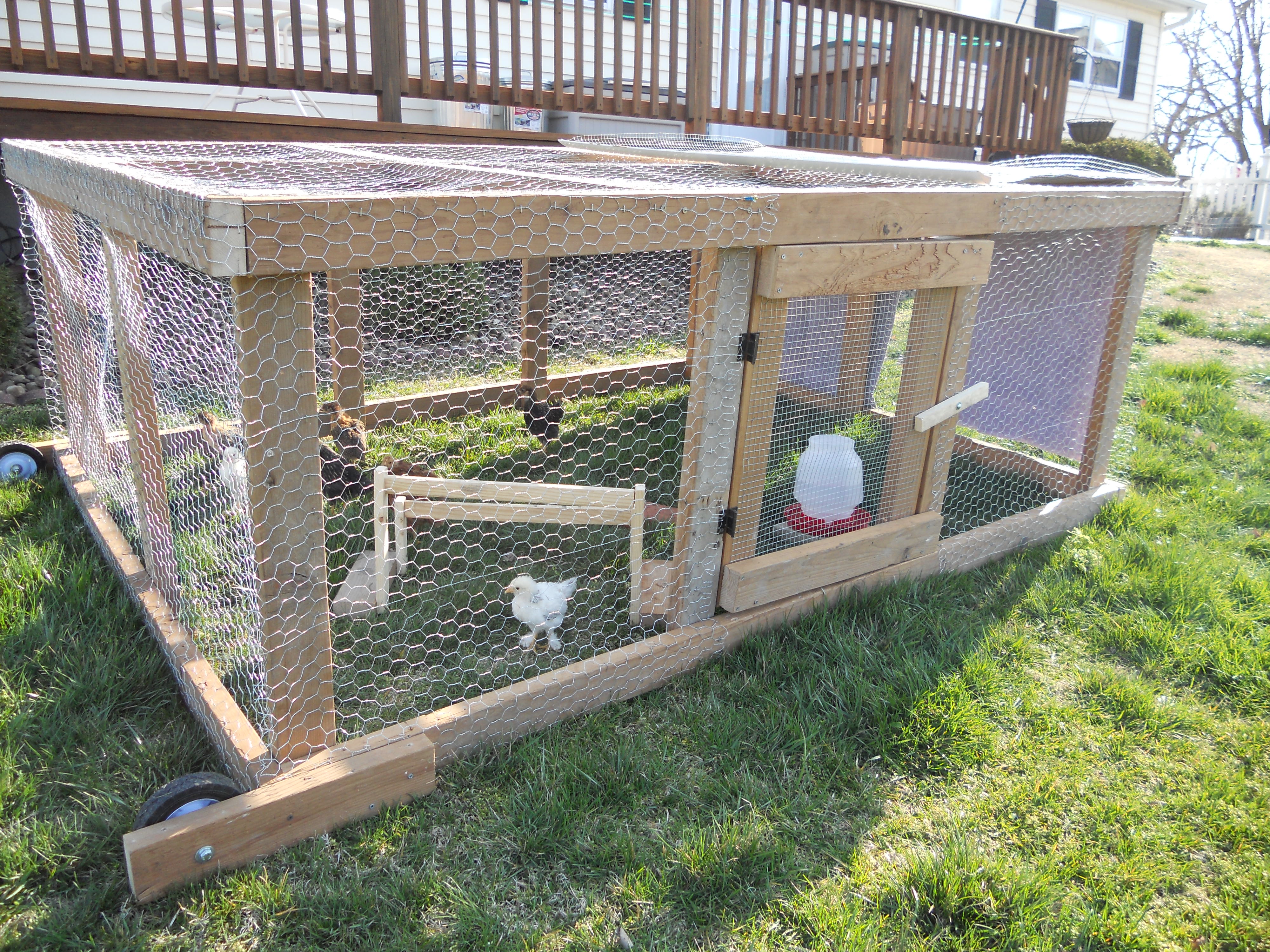 Chicken tractor made from recycled lumber.