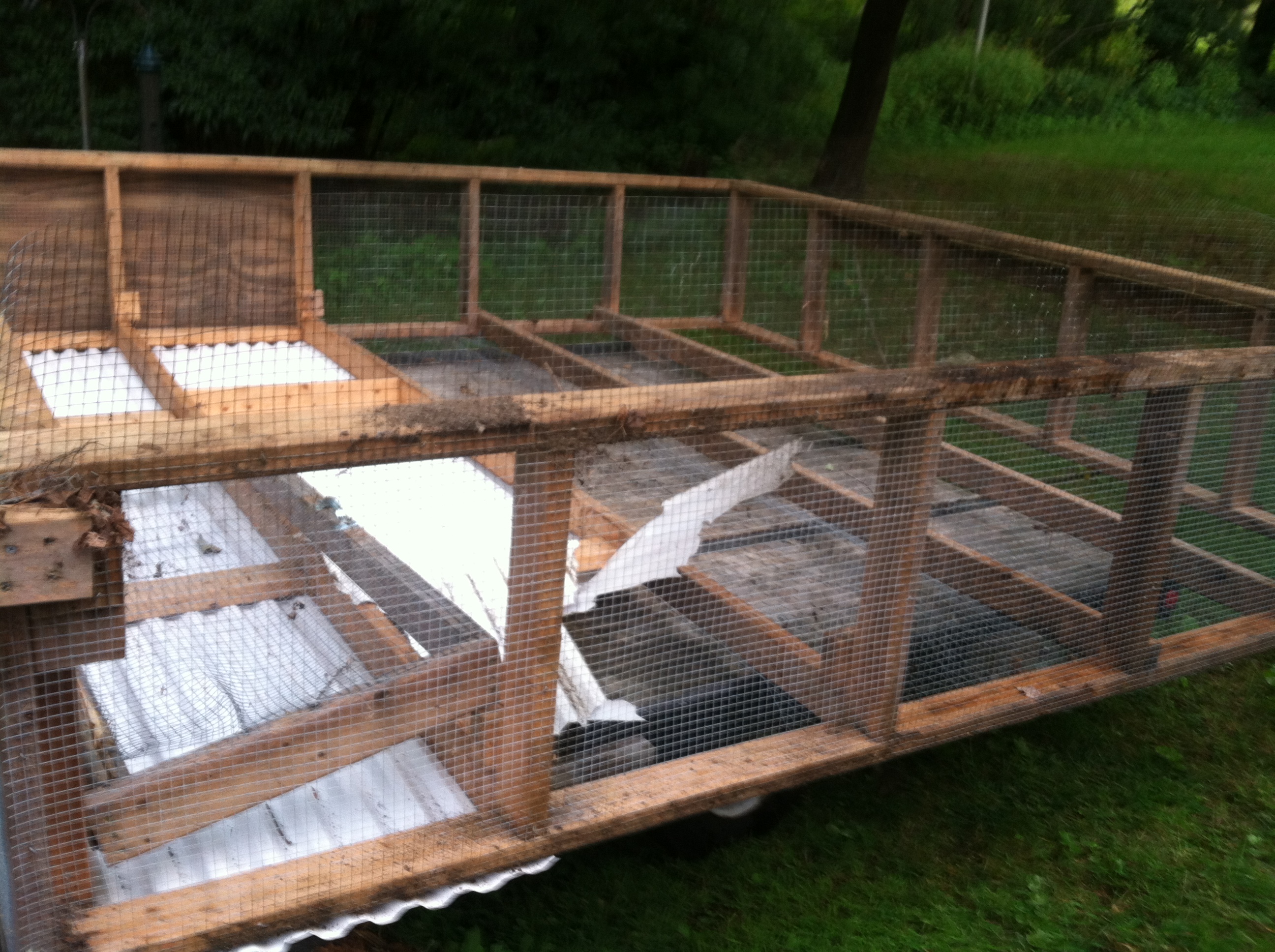 chicken tractor that I got for free on craigslist. Reused all the hardware cloth, and stainless steel screws.  Didn't need to buy any hardware cloth with helped the budget the most.  The doors on the tractor were used as the frame for my enclosed pen and the hatch to get inside of it.