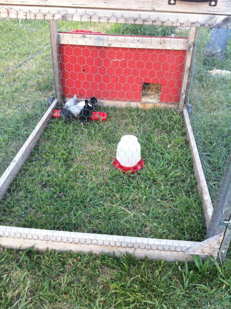 chicken tractor