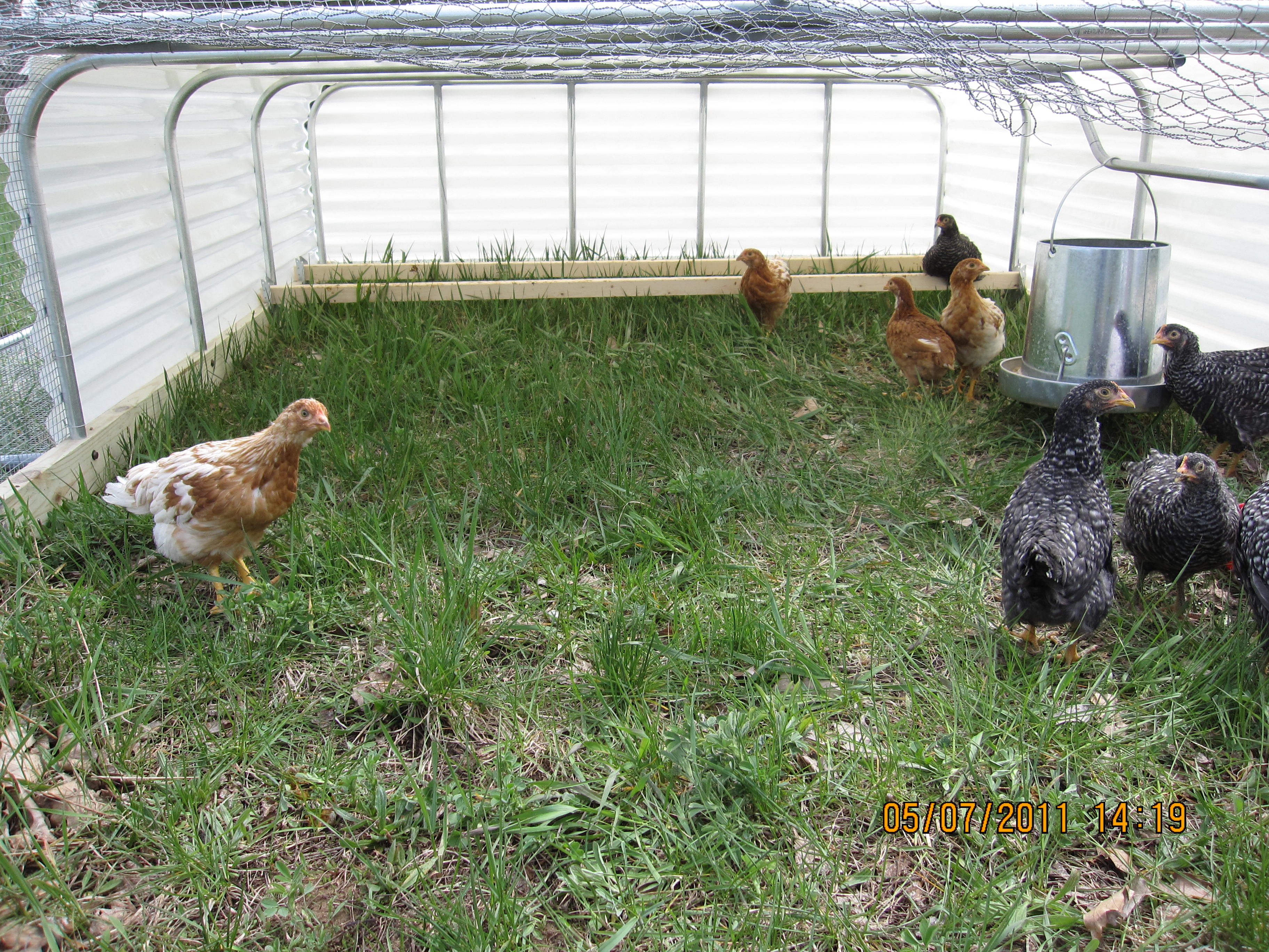 chicken tractor