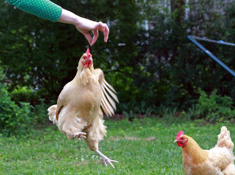 Chicken treats = mealworms