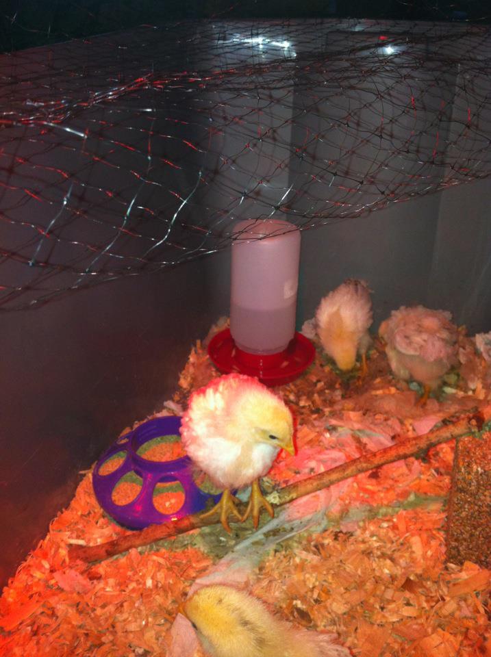 Chicken tricks