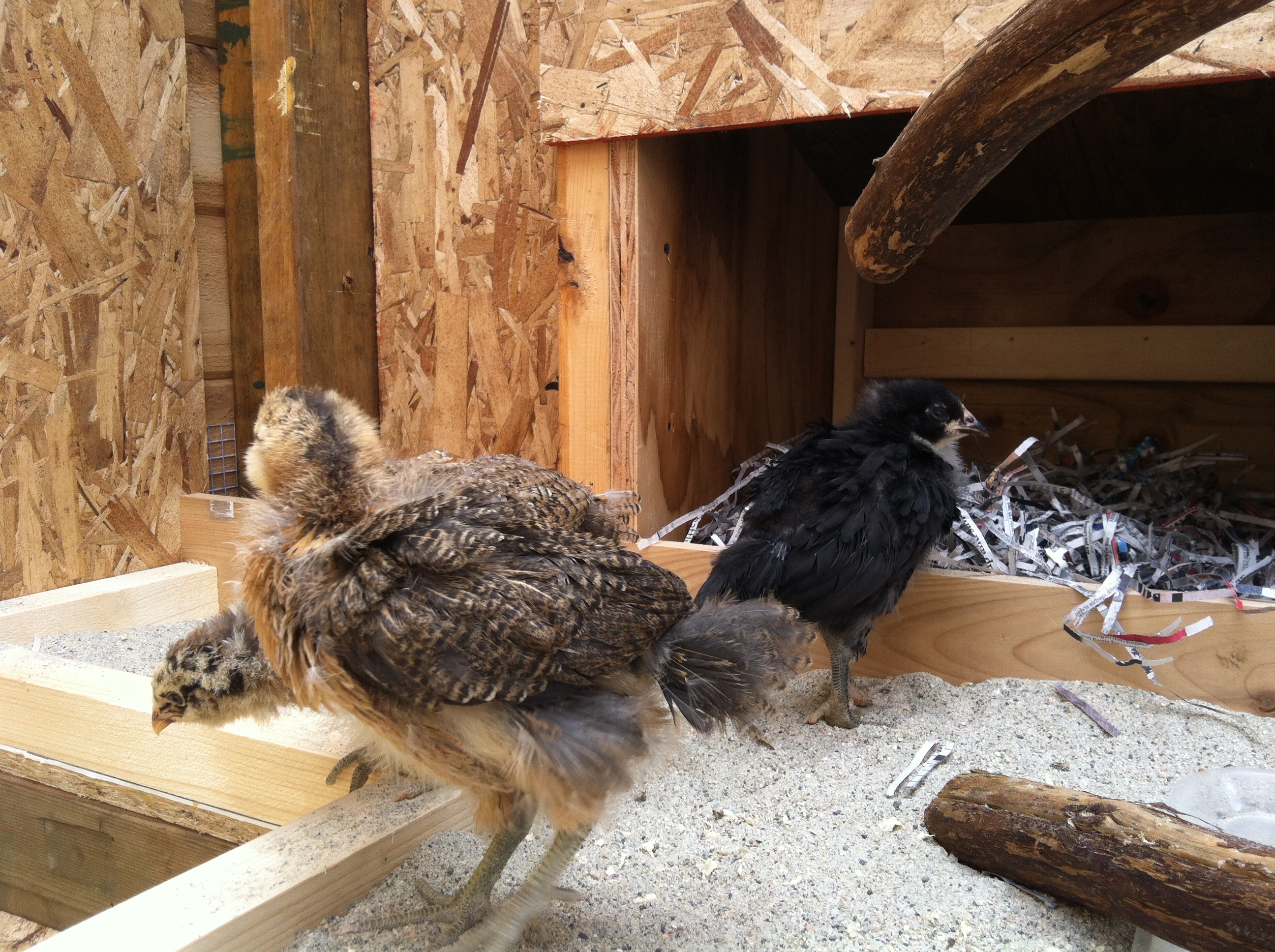 Chicken TV!  The best viewing experience!