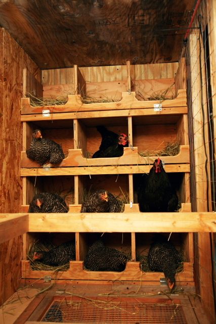 Chicken version of Hollywood Squares