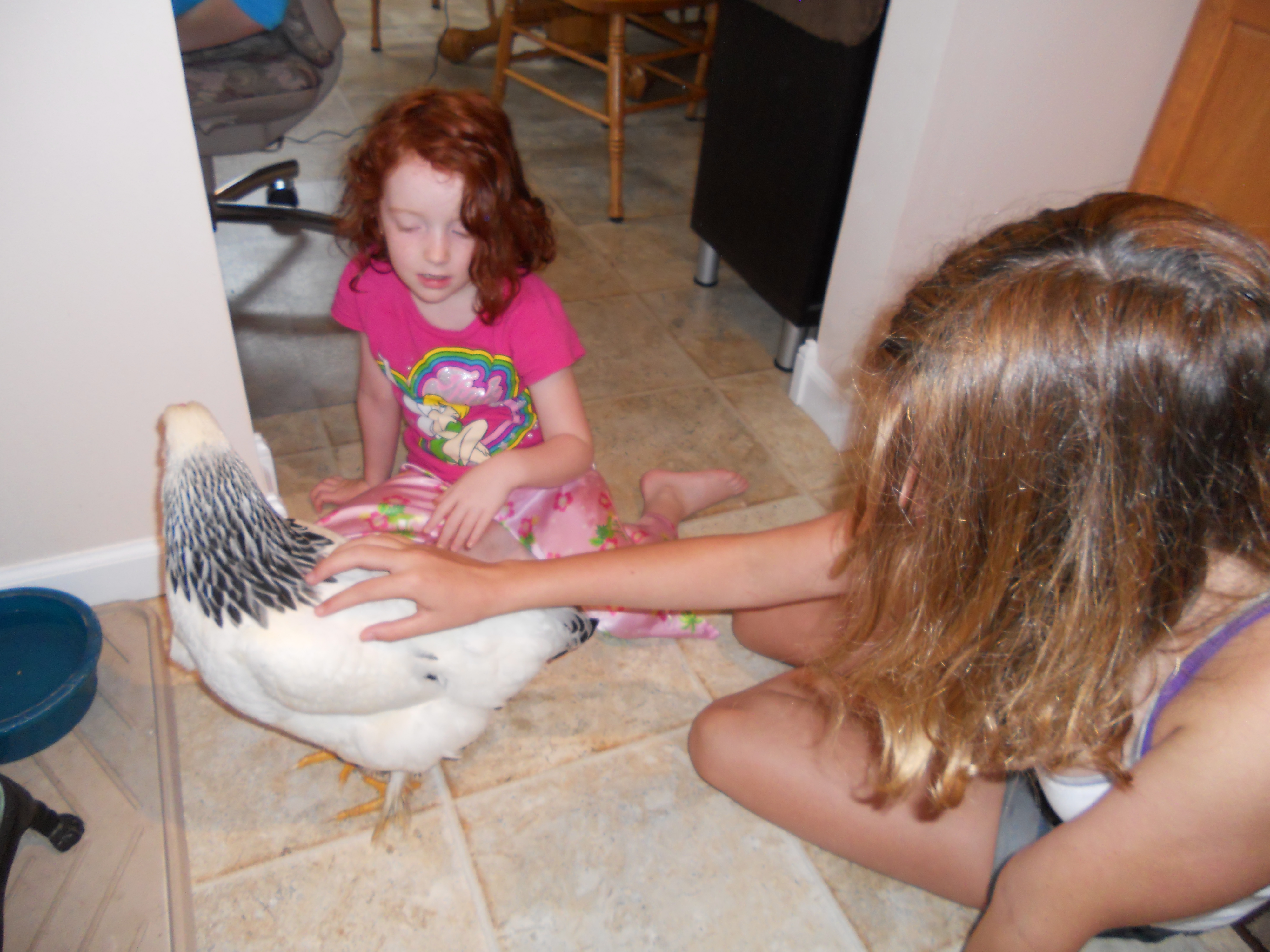 Chicken visiting the kitchen.