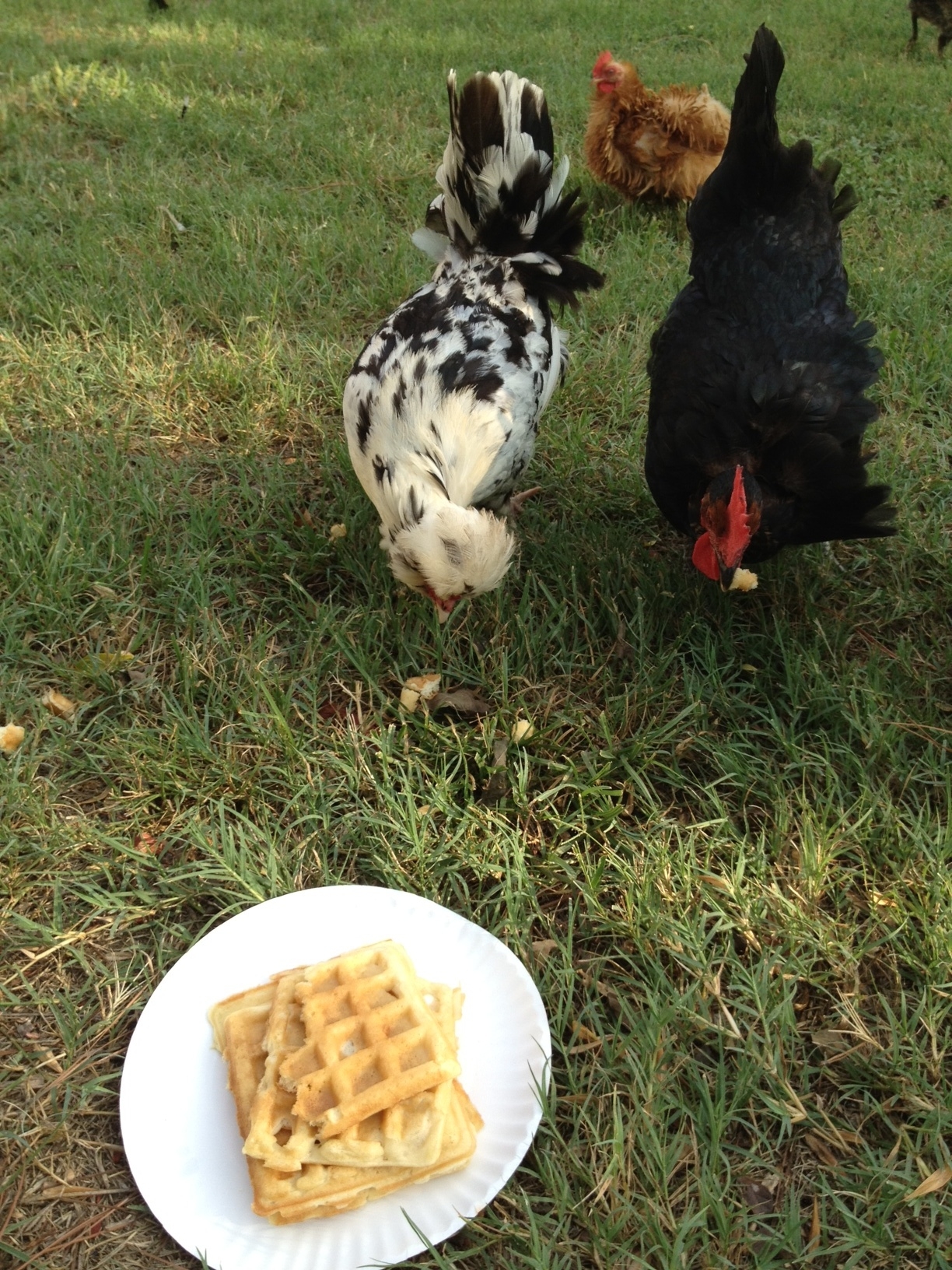 Chicken & Waffles - Ha ha ha ha :)