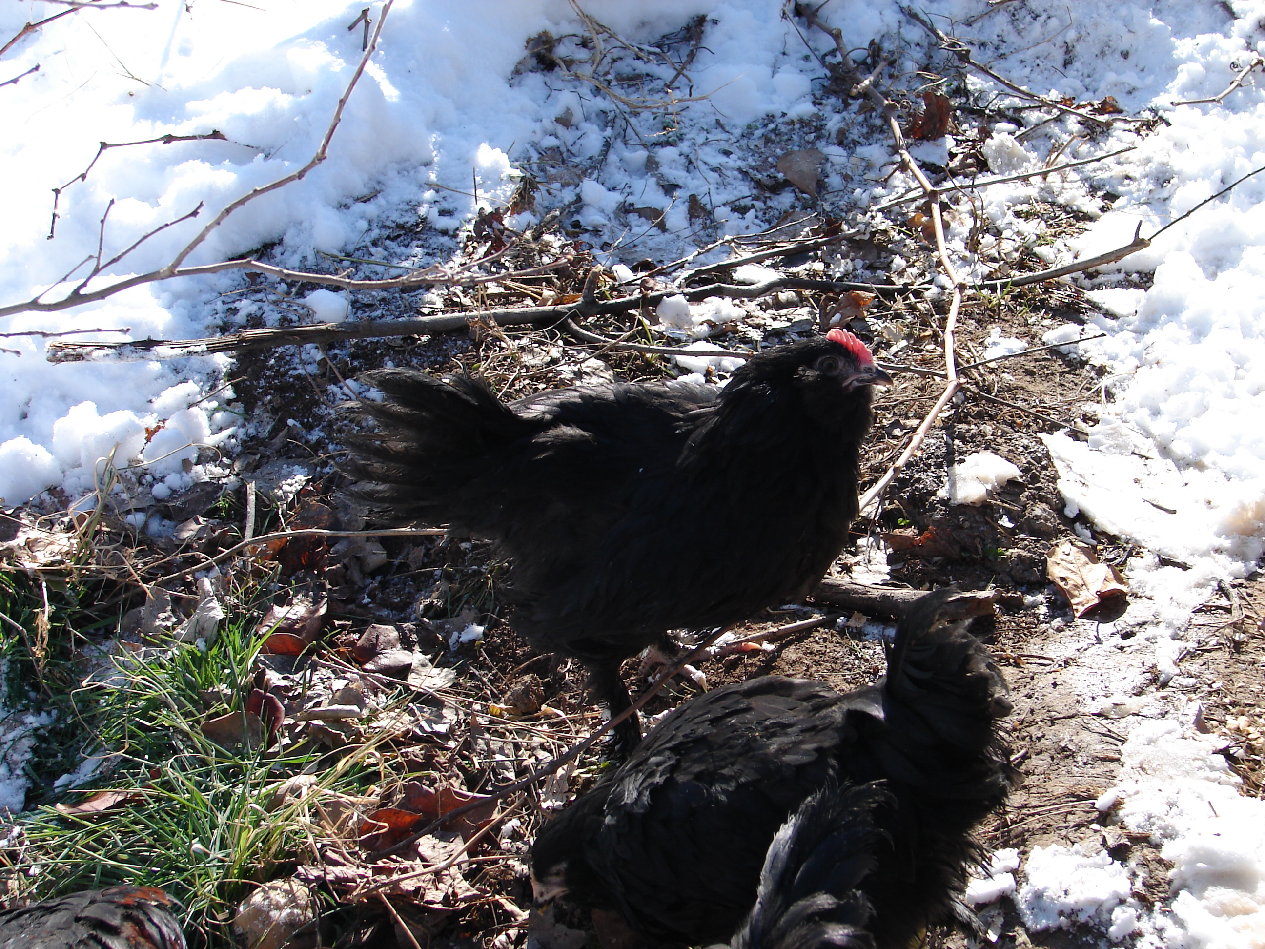 chicken with cold 20 degrees below zero Friday, no problems found.