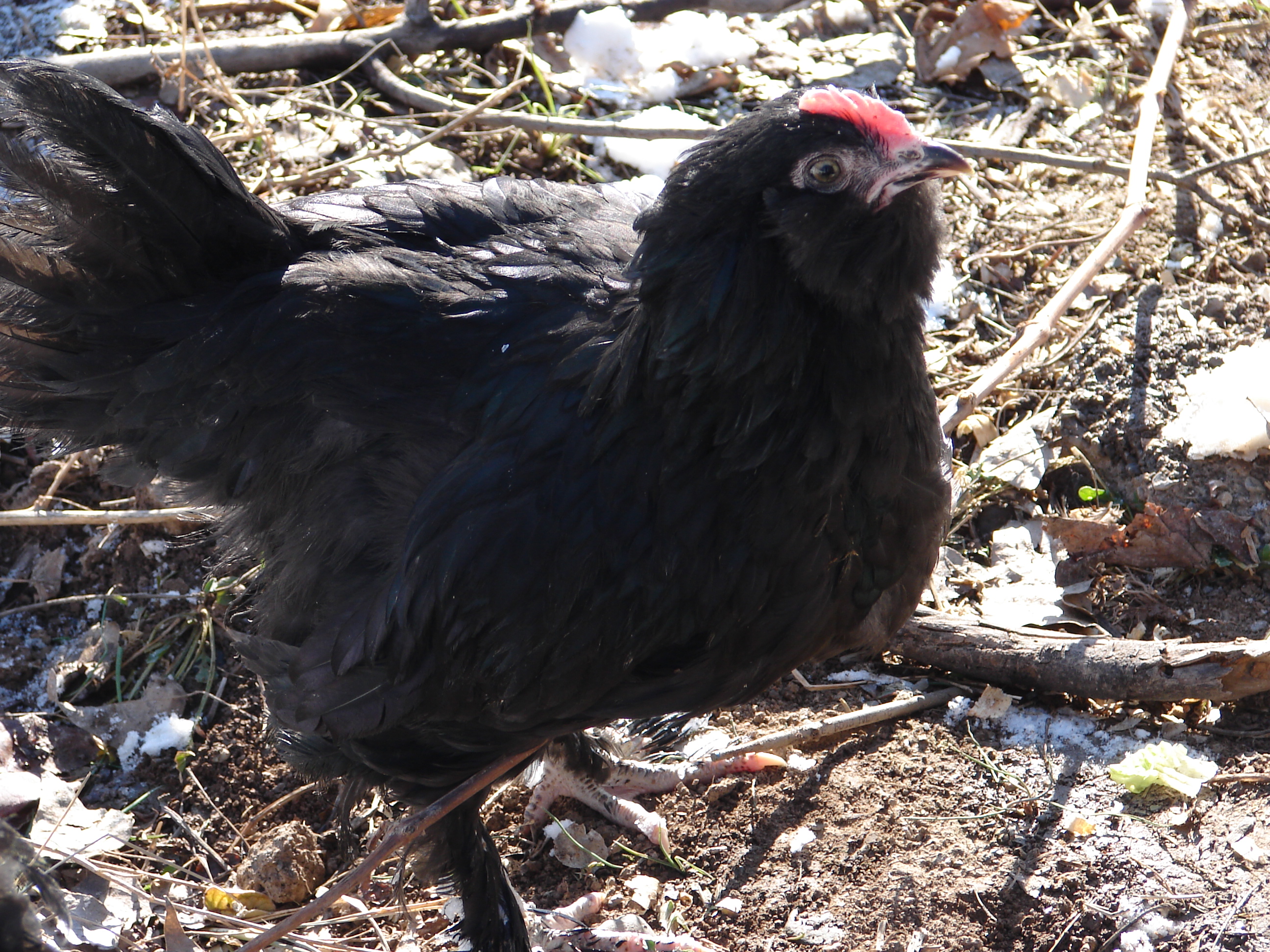 chicken with cold 20 degrees below zero Friday, no problems found.