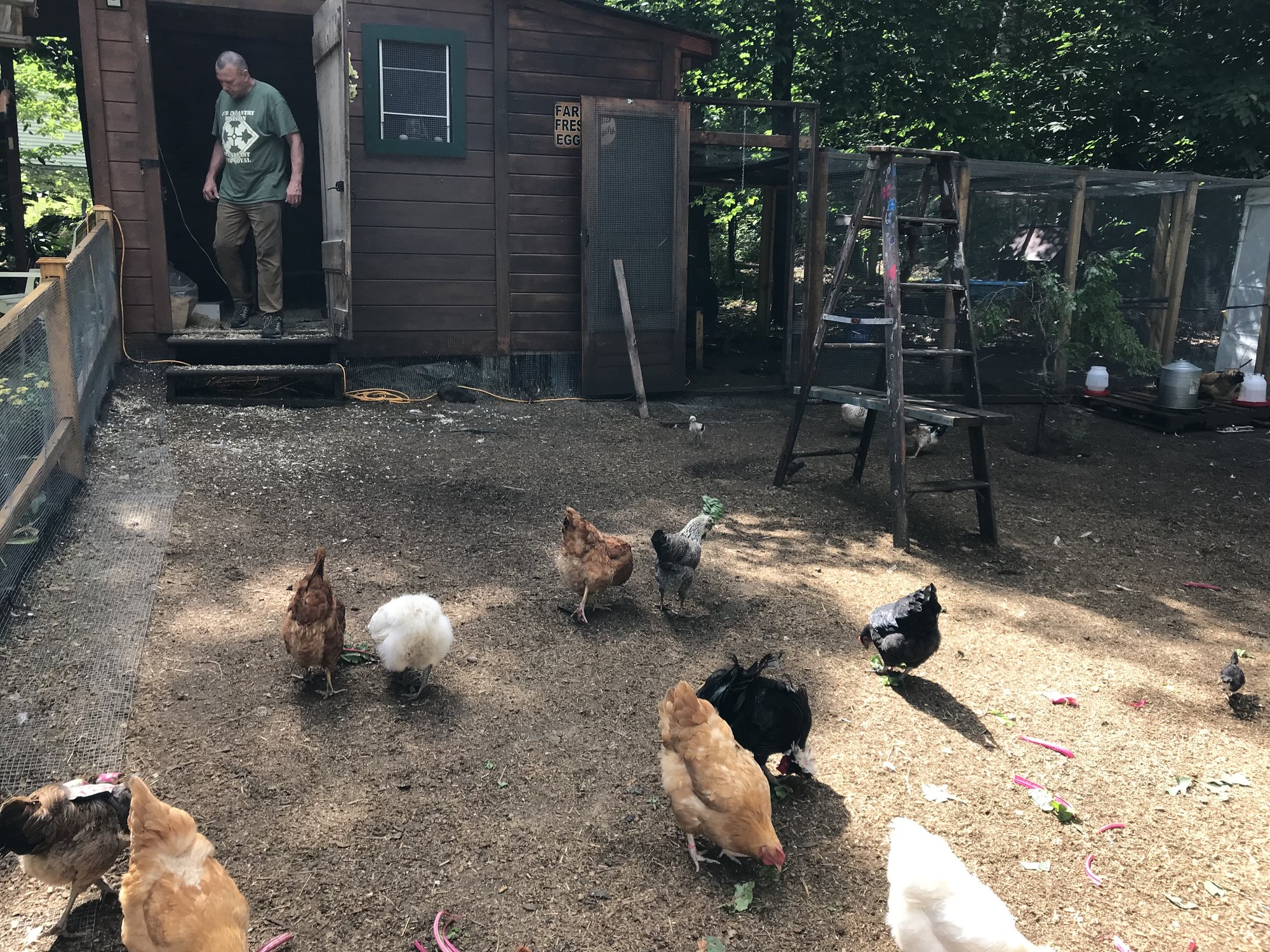 Chicken yard completion...