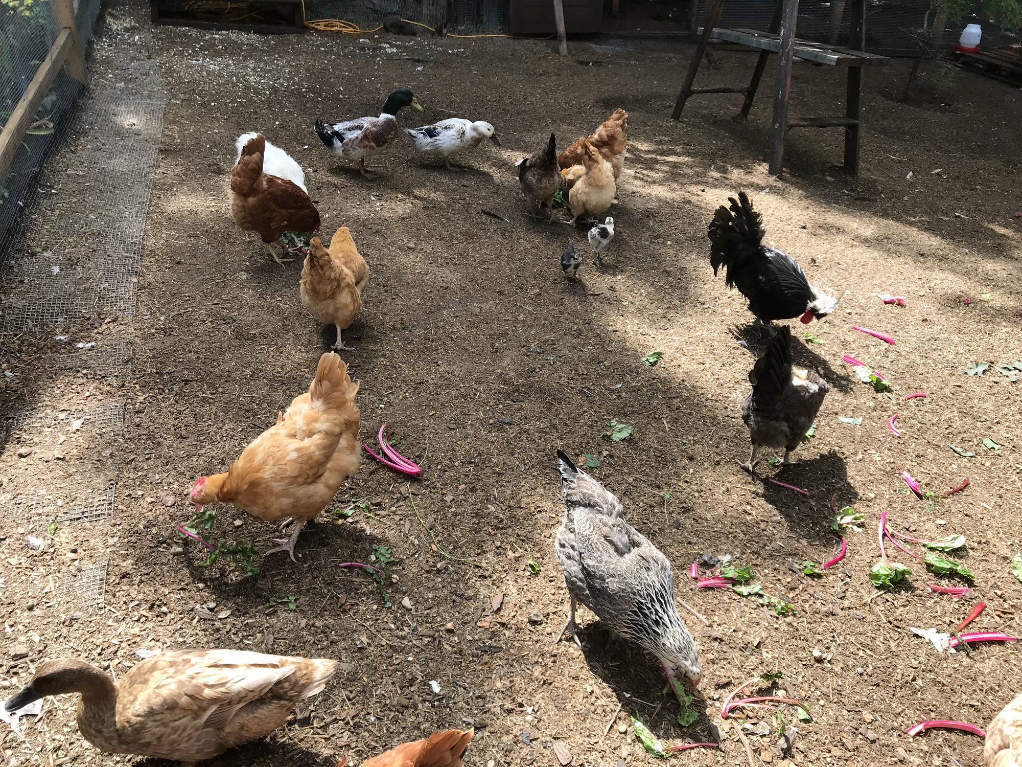 Chicken yard completion...