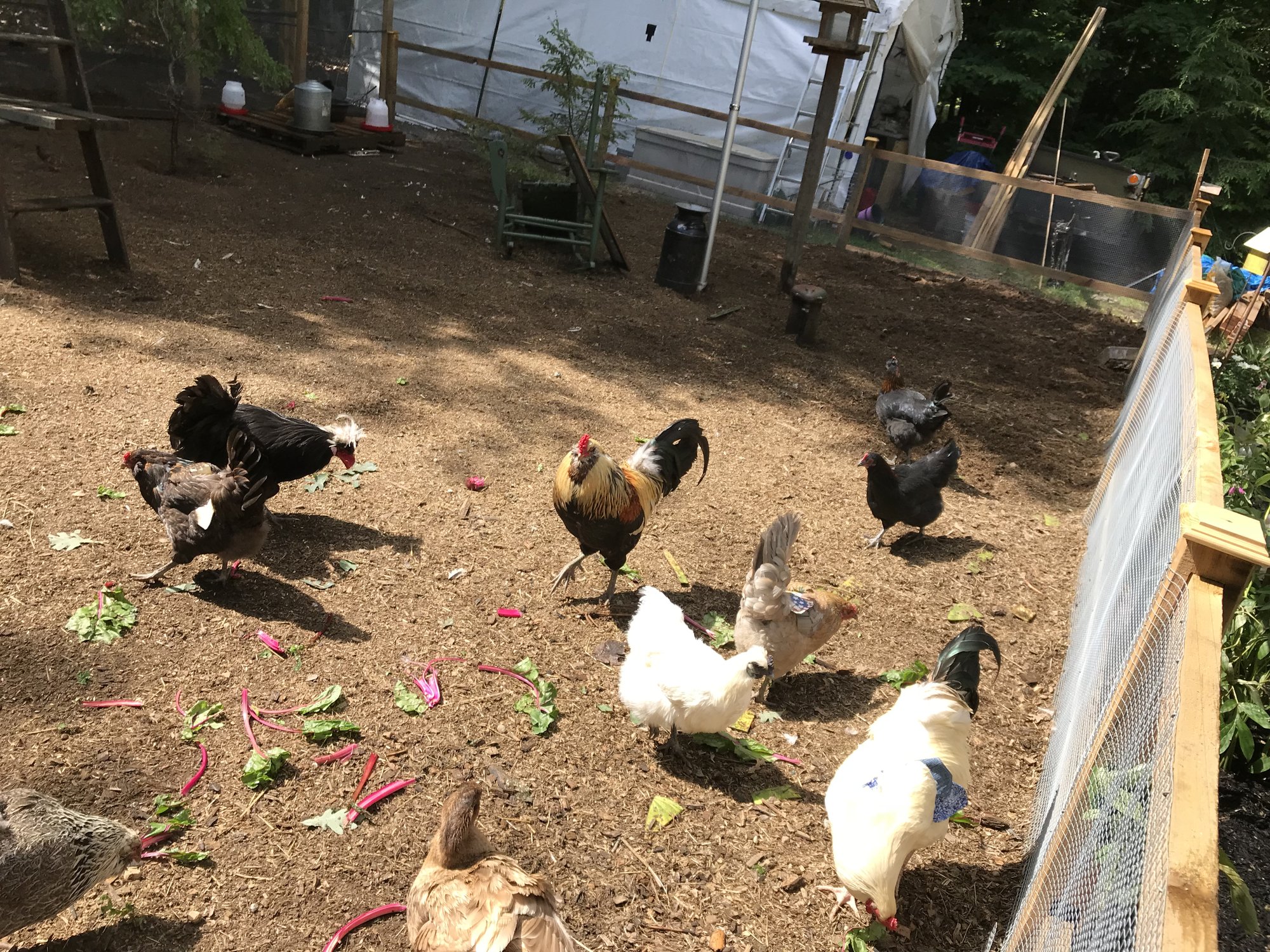 Chicken yard completion...