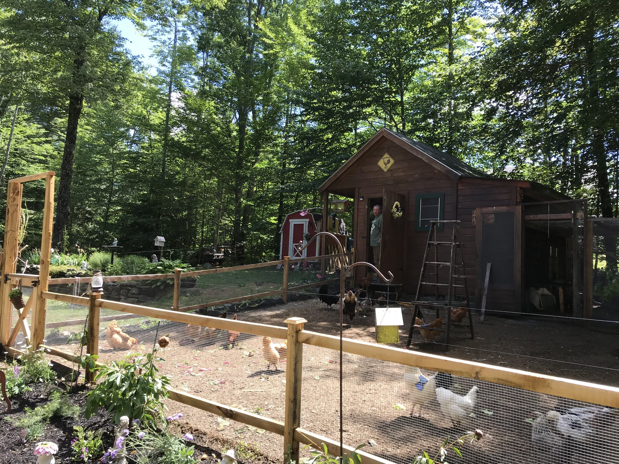 Chicken yard completion...