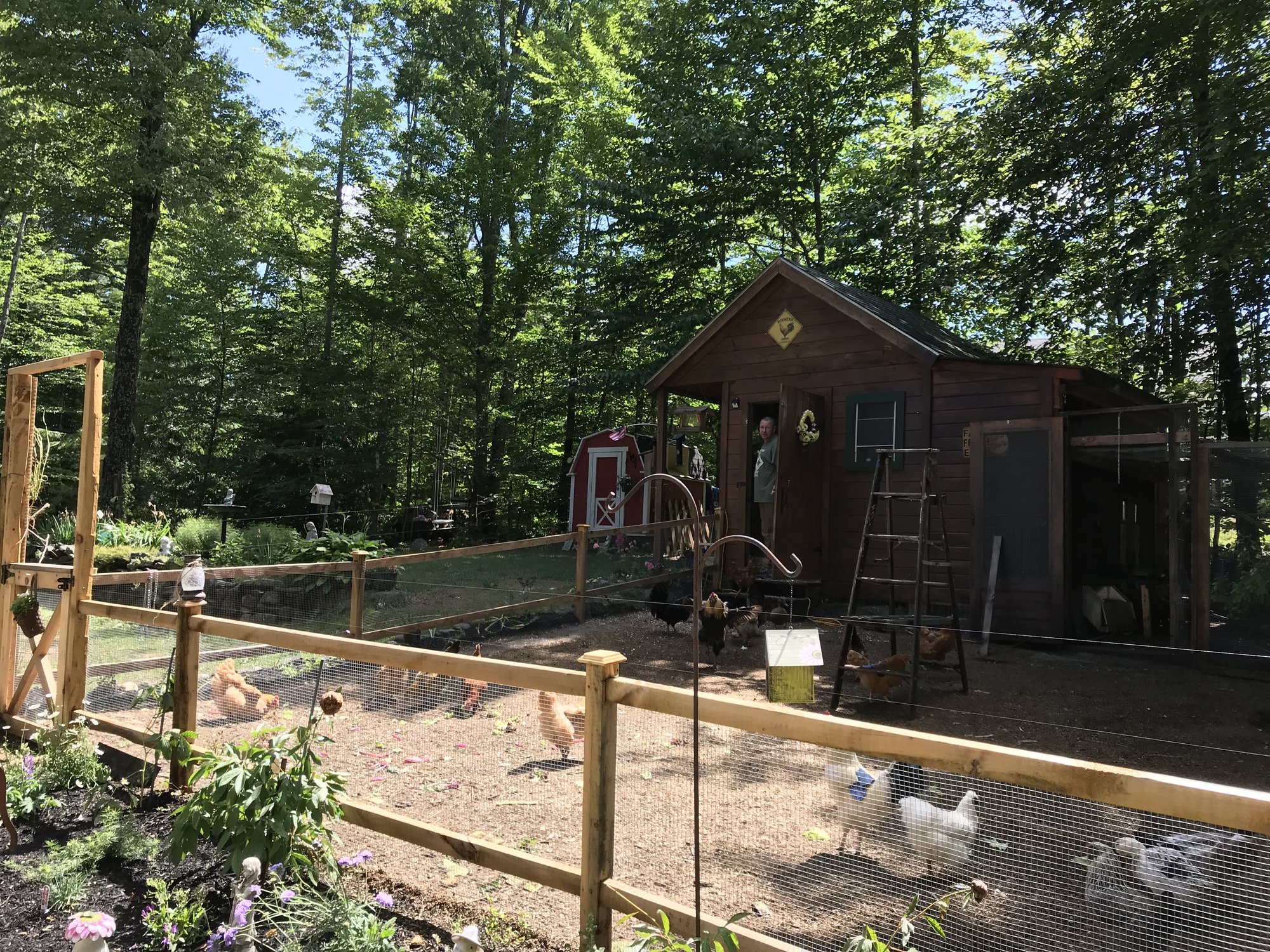 Chicken yard completion...