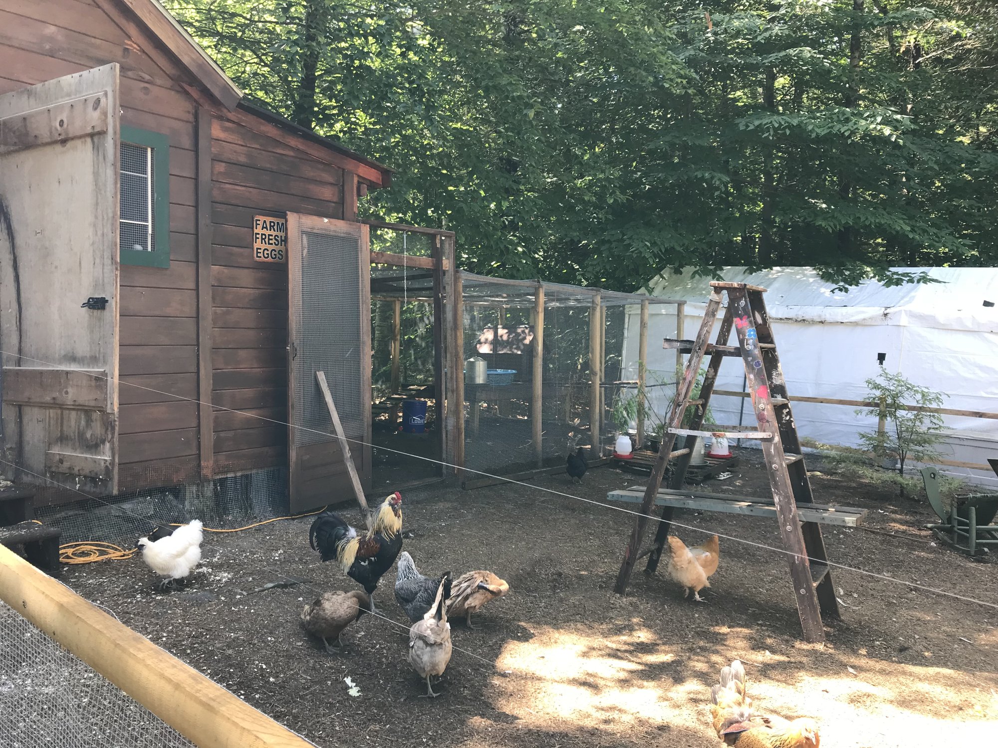 Chicken yard completion...