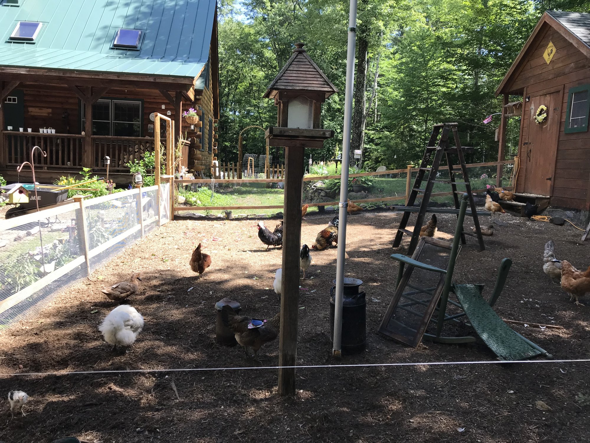 Chicken yard completion...