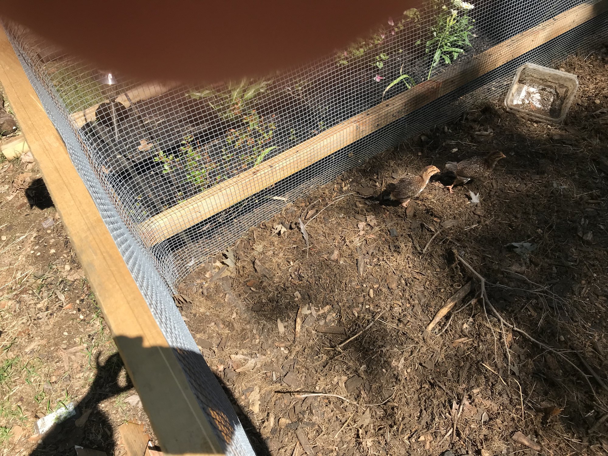 Chicken yard completion...