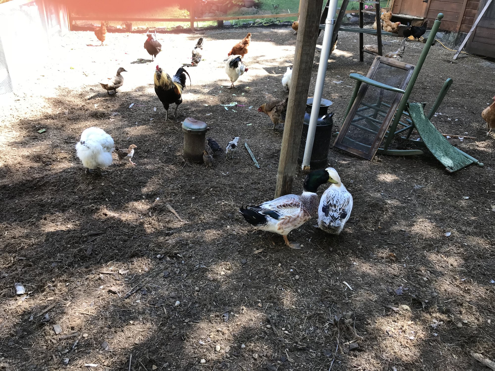 Chicken yard completion...