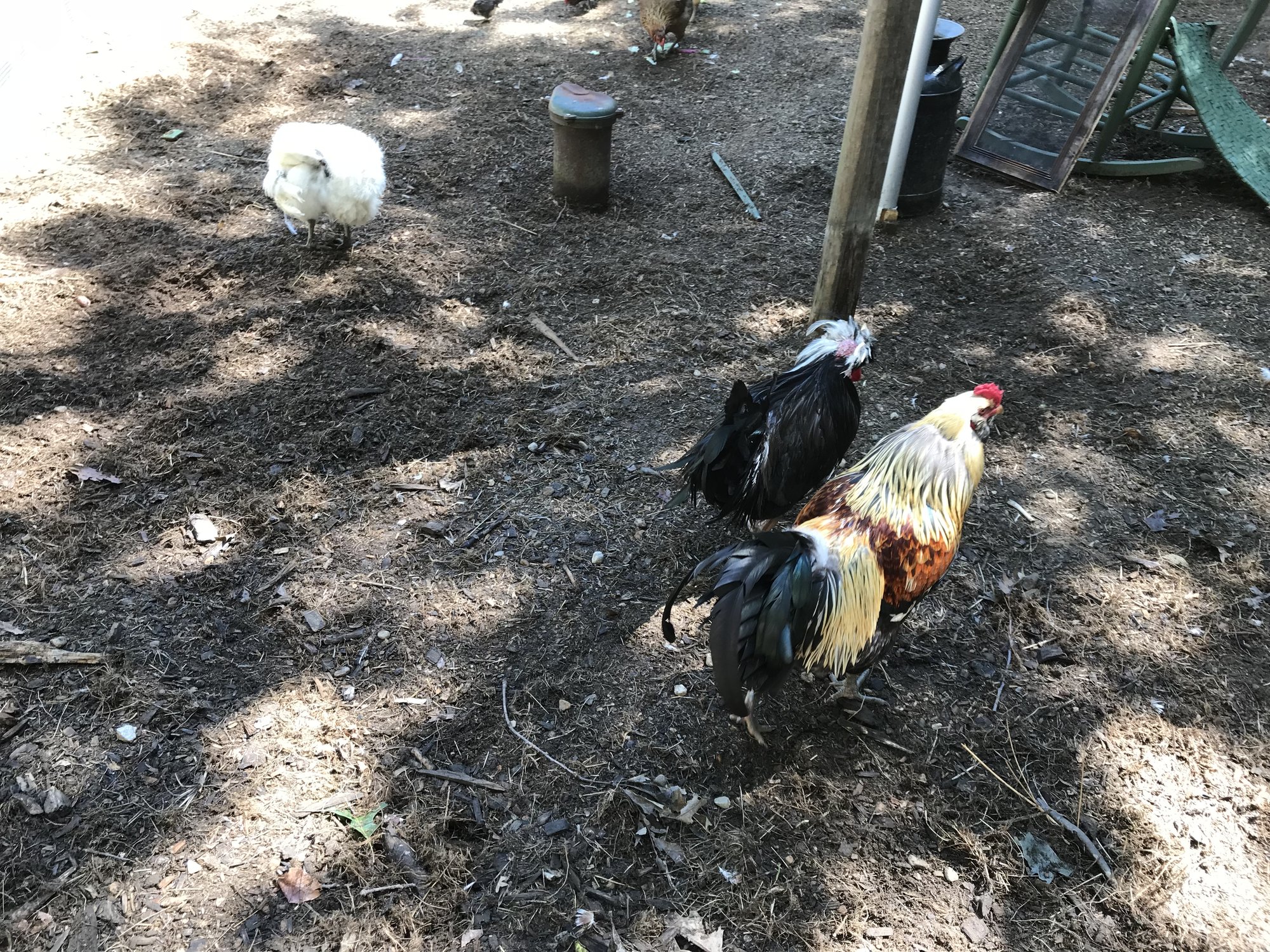 Chicken yard completion...