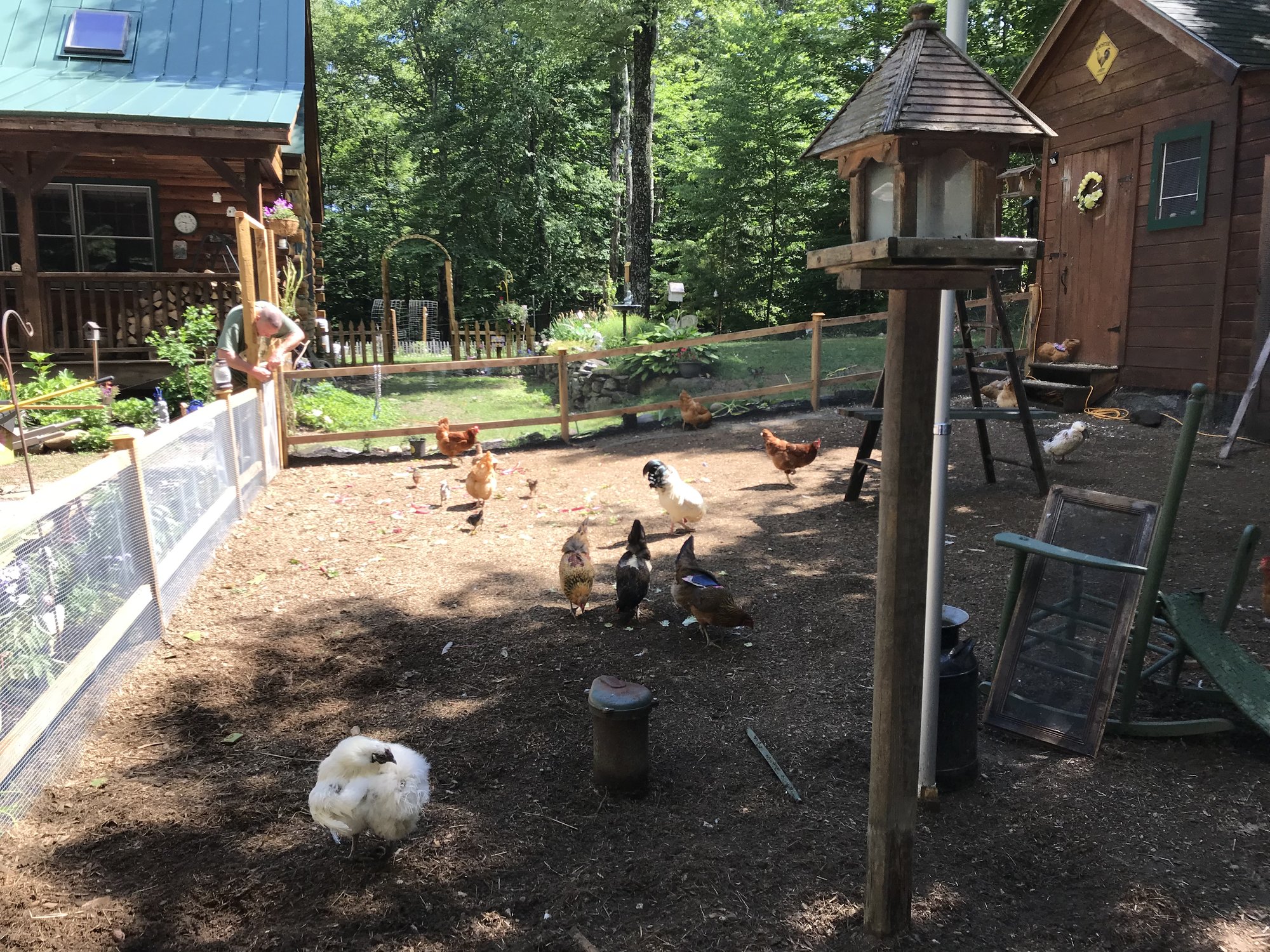 Chicken yard completion...