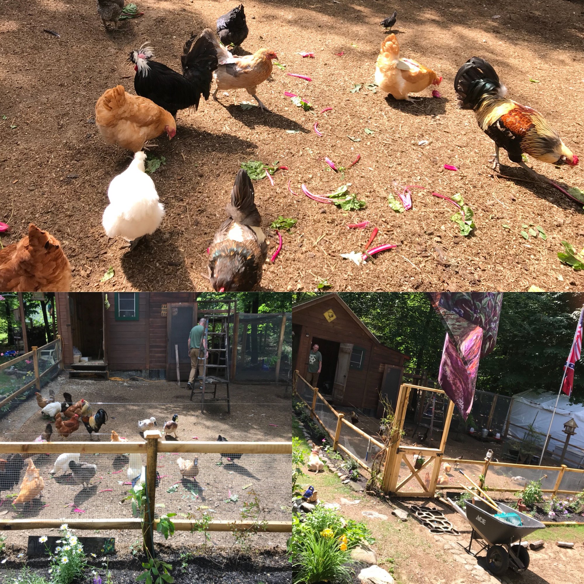 Chicken yard completion...