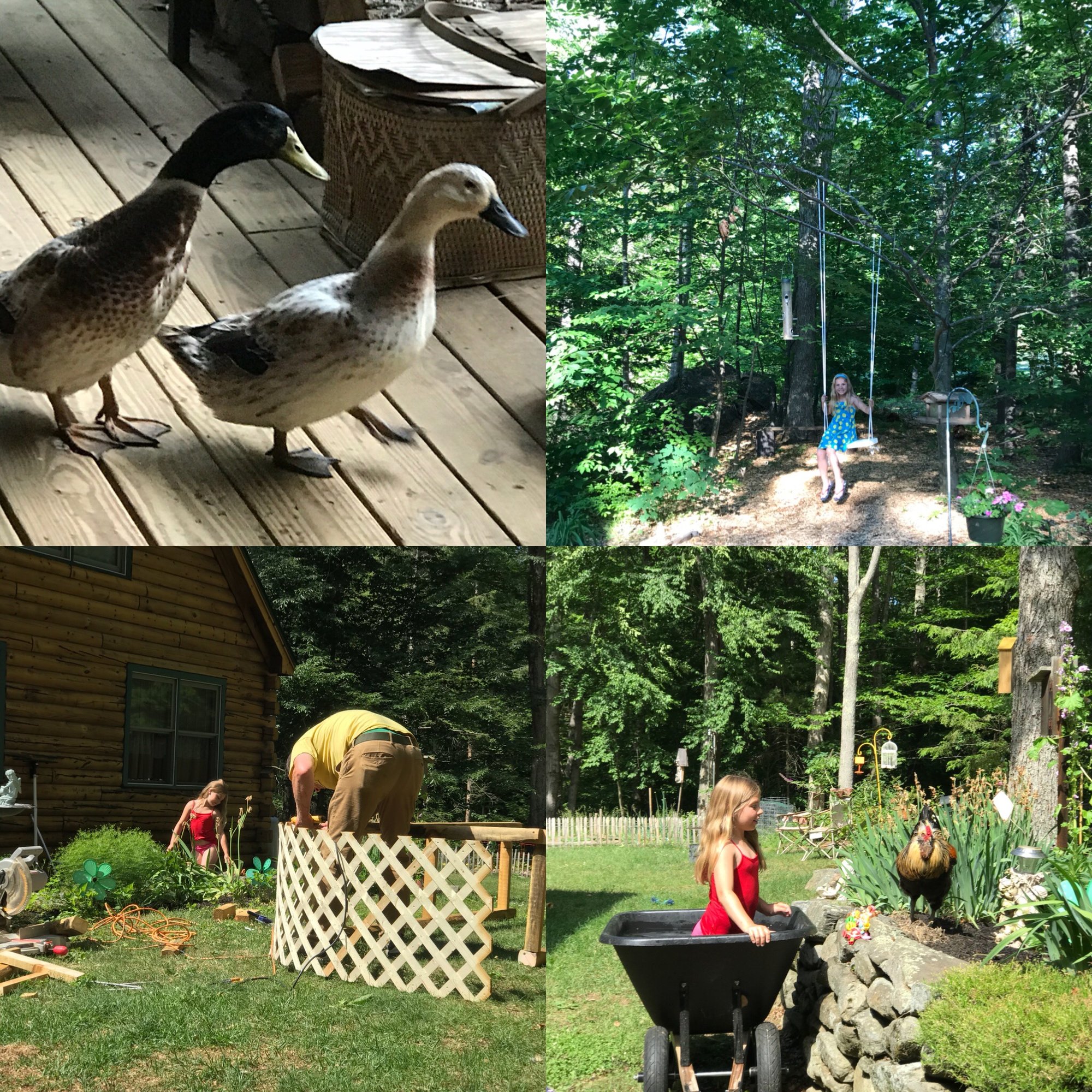 Chicken yard completion...